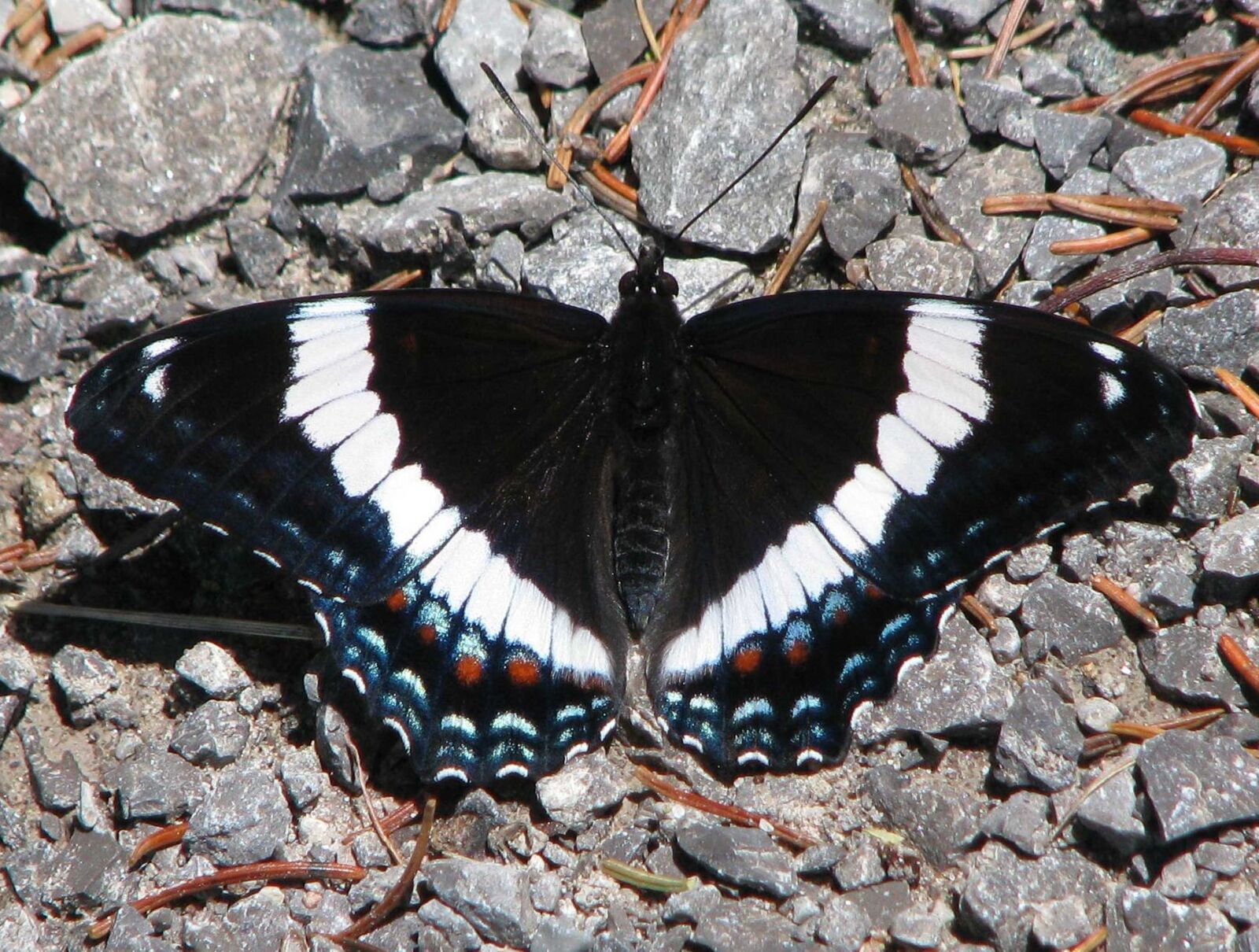 Canon POWERSHOT S5 IS sample photo. American white admiral, limenitis photography