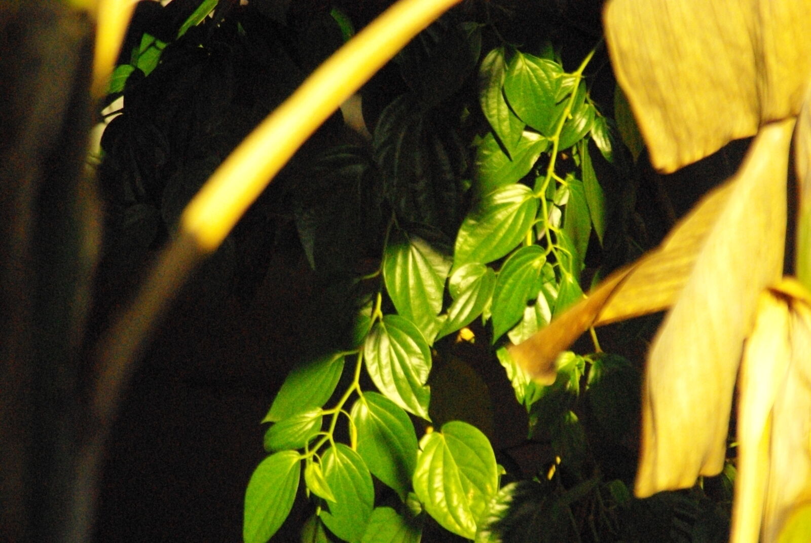 Pentax K-m (K2000) sample photo