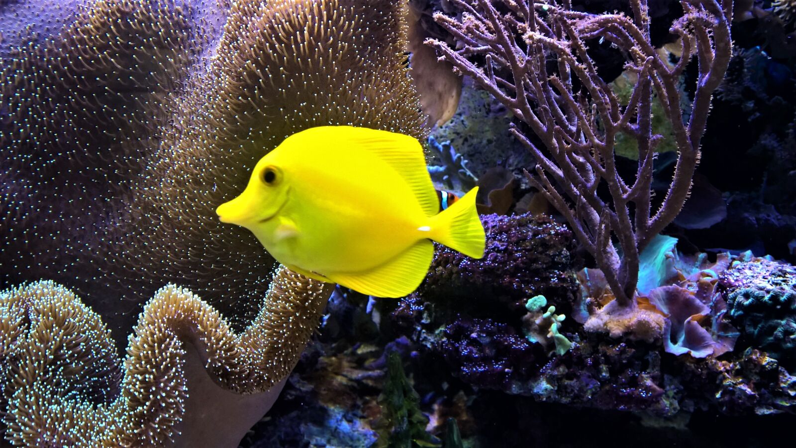 Nokia Lumia 1520 sample photo. Aquarium, fish, tropical photography
