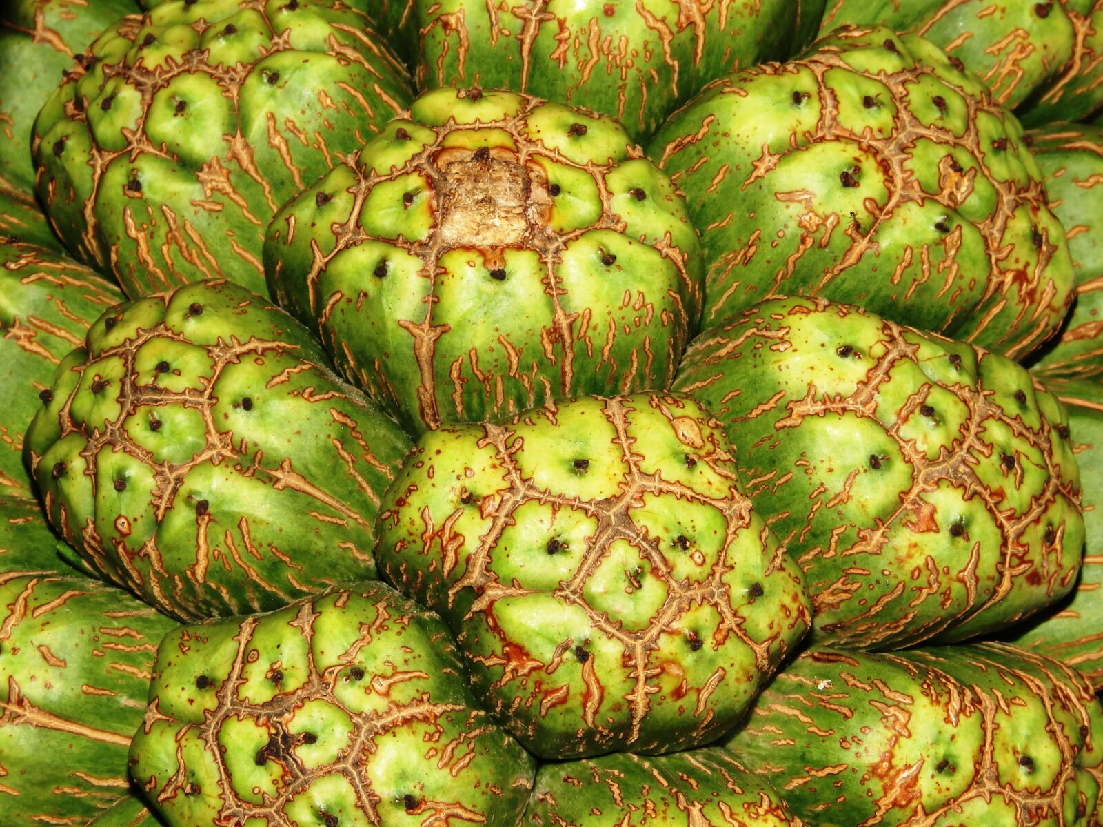 Canon PowerShot SX60 HS sample photo. Texture, big fruit, fresh photography