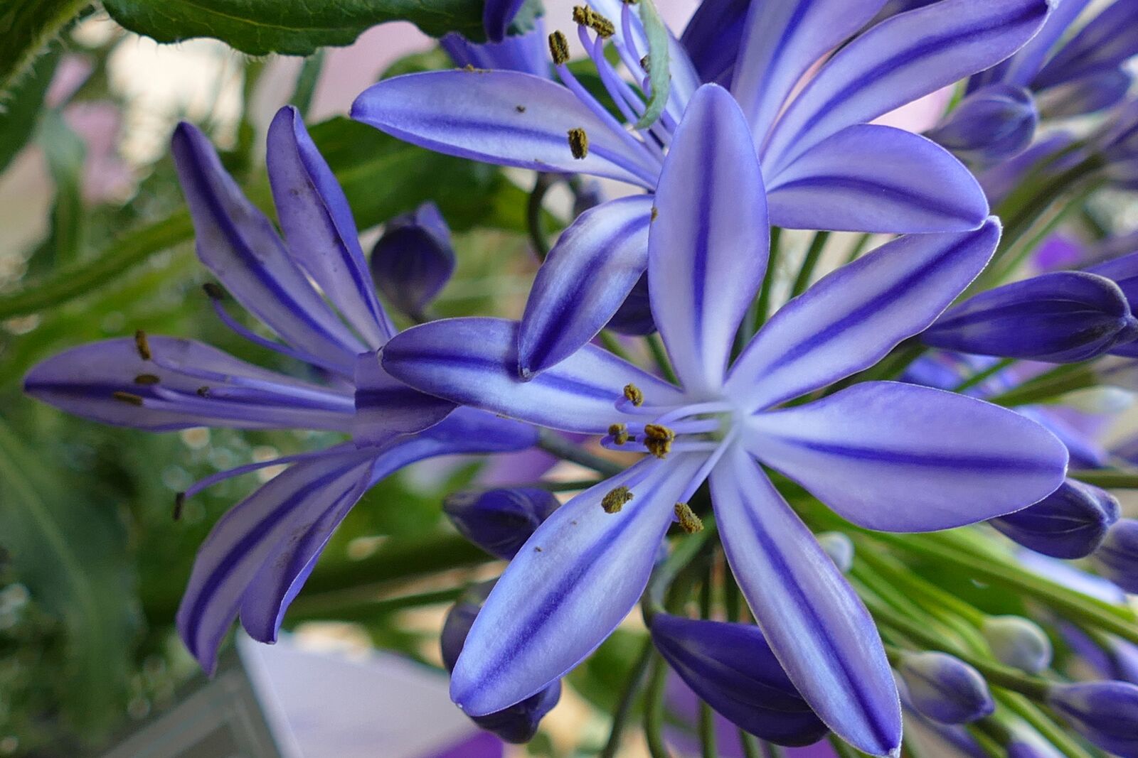 Panasonic Lumix DMC-FZ1000 sample photo. African lily of the photography