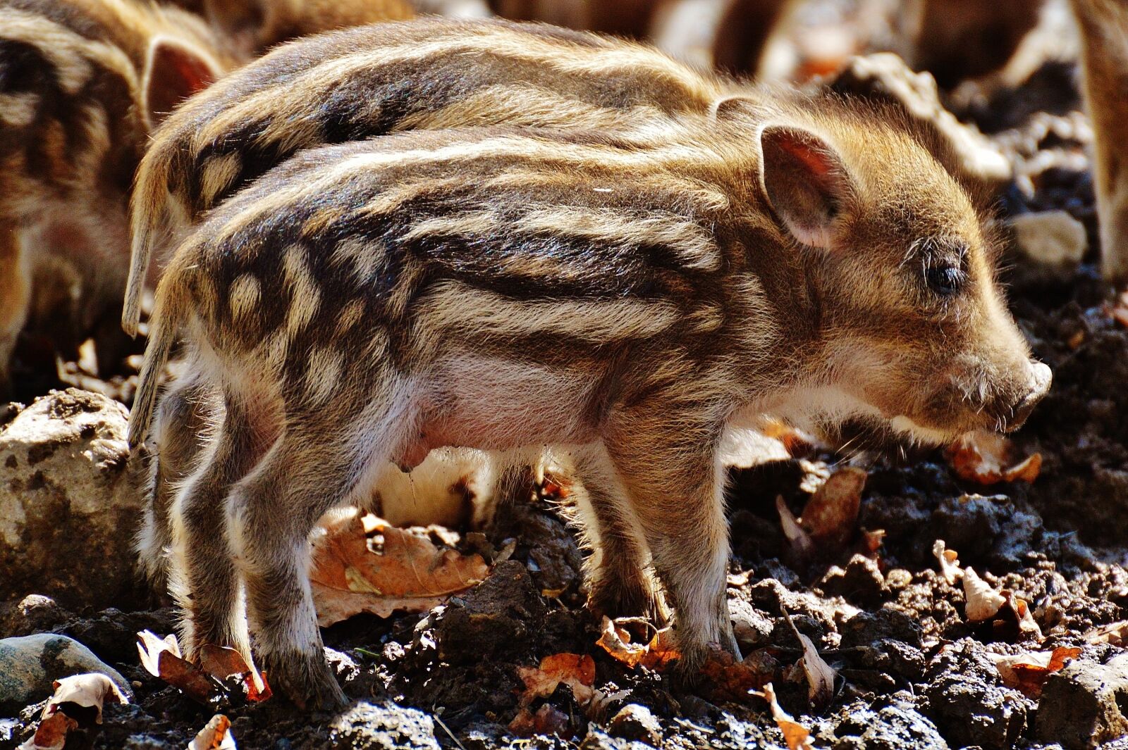 Nikon D3200 sample photo. Wild pigs, launchy, wildpark photography