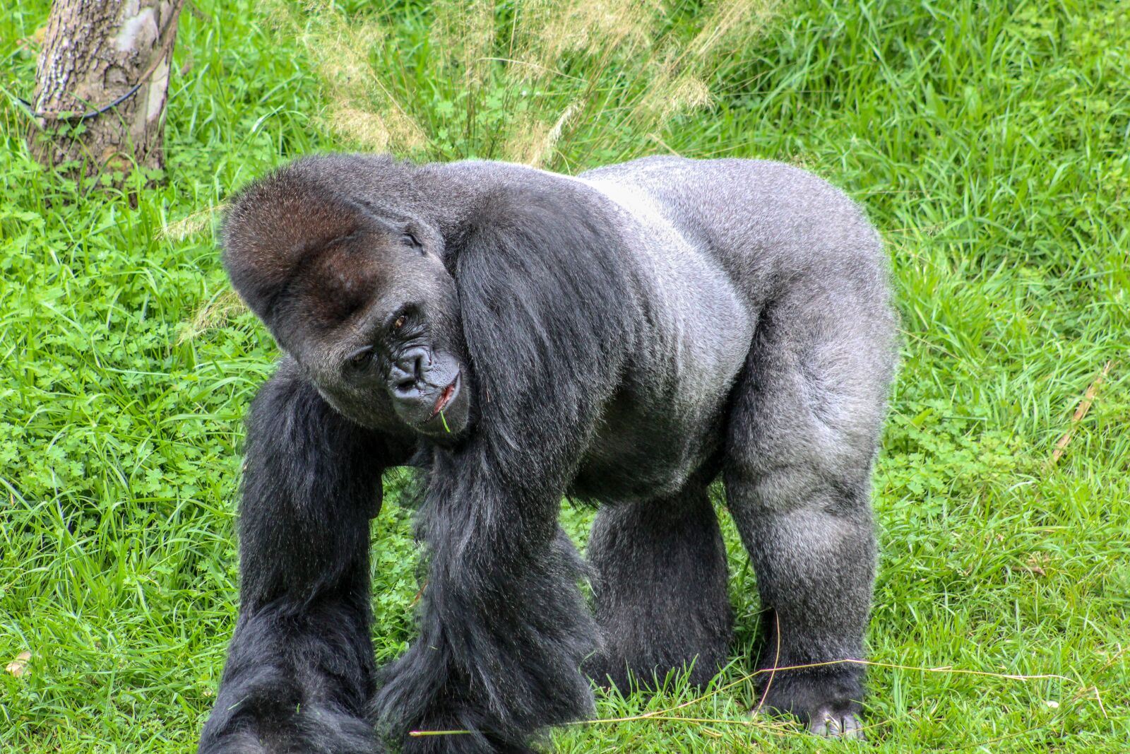 Canon EOS 1300D (EOS Rebel T6 / EOS Kiss X80) sample photo. Gorilla, animal, monkey photography