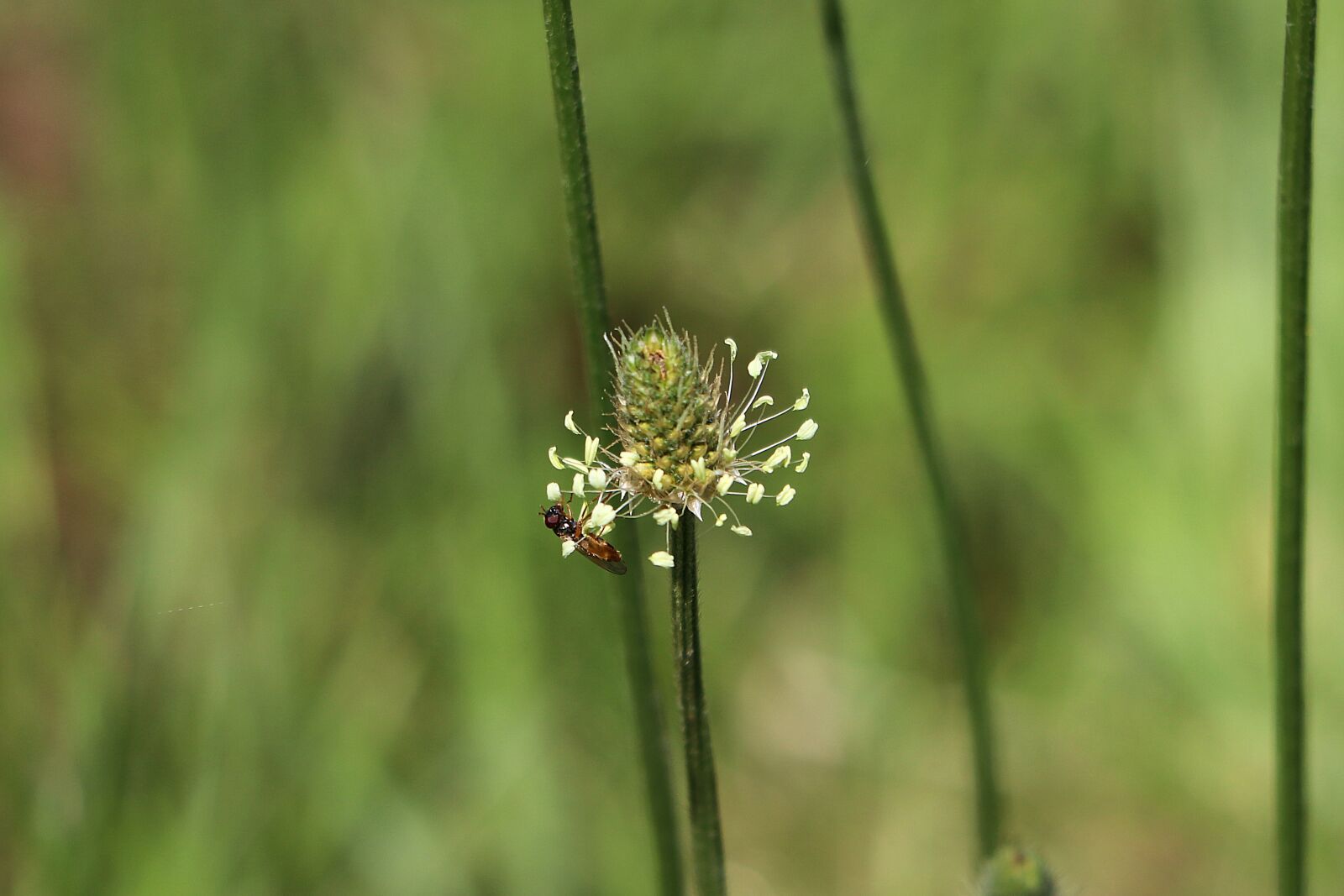Canon EF 70-300 F4-5.6 IS II USM sample photo. Plantain, grass, insect photography
