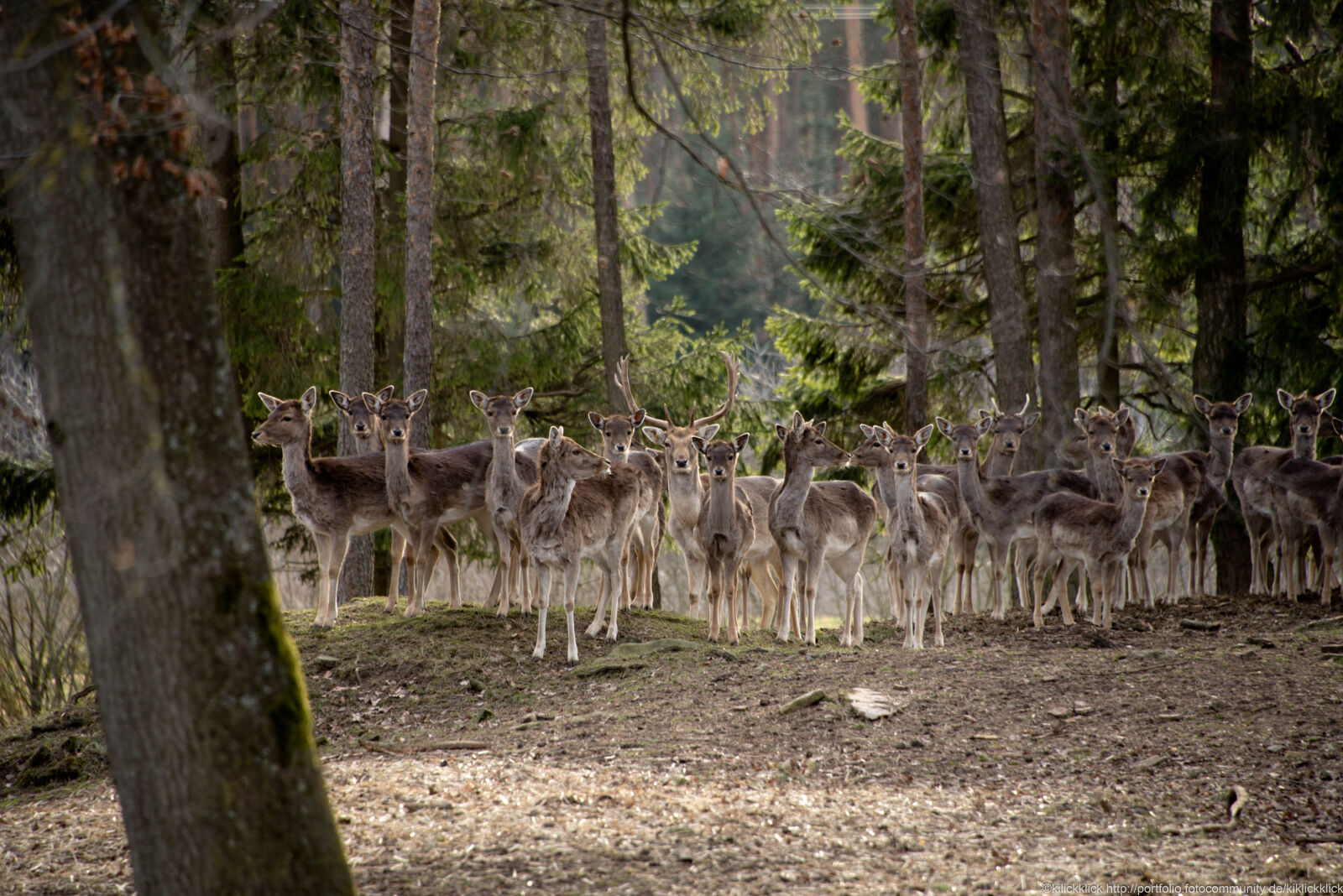 Nikon D750 + Nikon AF-S Nikkor 28-300mm F3.5-5.6G ED VR sample photo. Deer, forest, herd, red photography