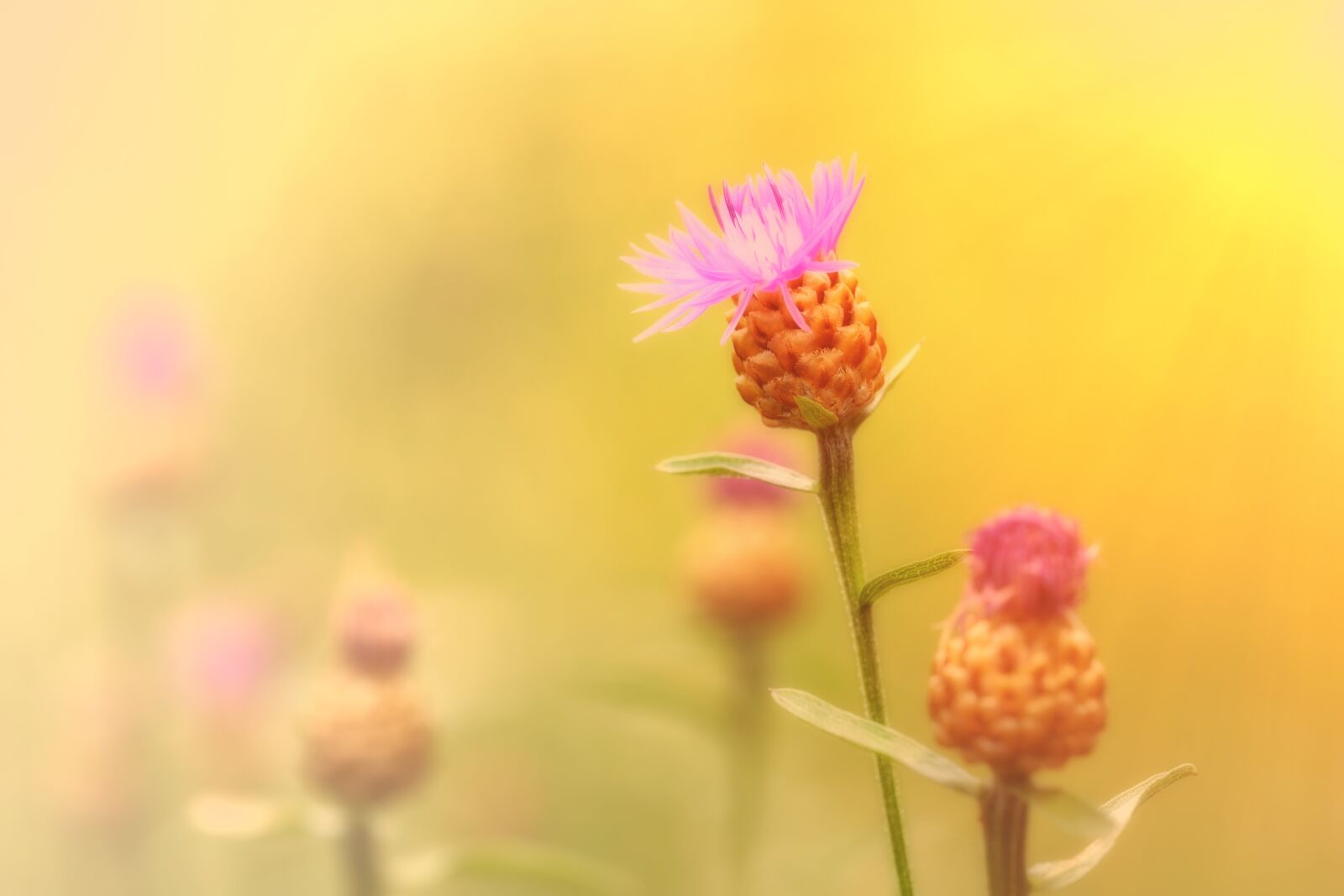Fujifilm X-T2 + Fujifilm XF 80mm F2.8 R LM OIS WR Macro sample photo. Cornflower, composites, asteraceae photography