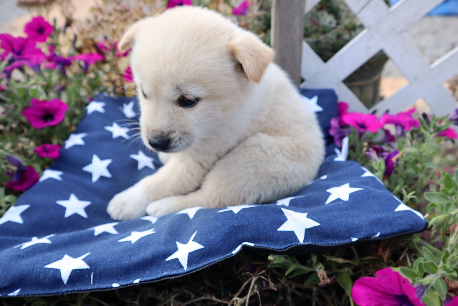 Canon EF-M 15-45mm F3.5-6.3 IS STM sample photo. Puppy, dog, animal photography