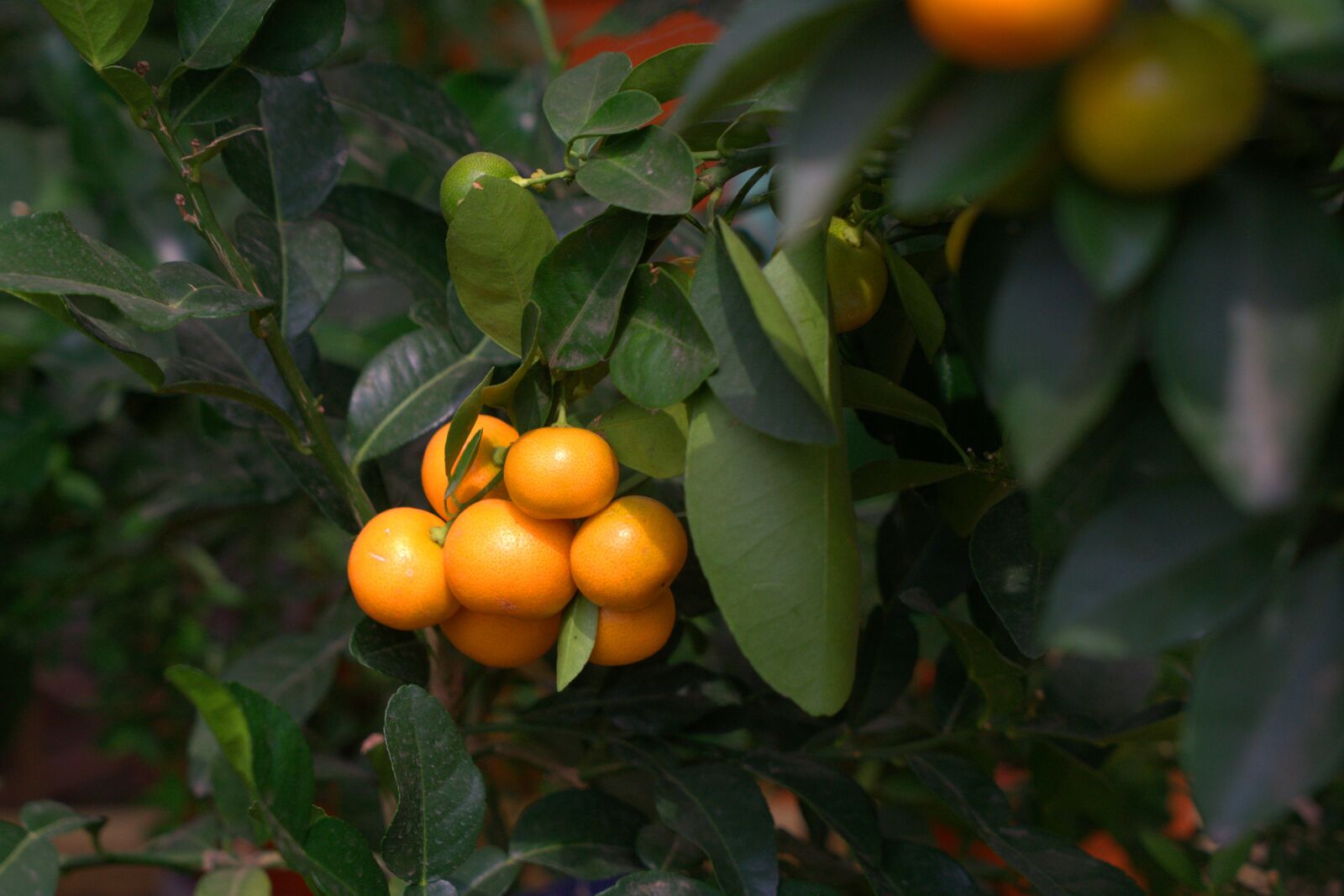 Sony a7 II + Sony Vario Tessar T* FE 24-70mm F4 ZA OSS sample photo. Tangerines, citrus fruit, fruit photography