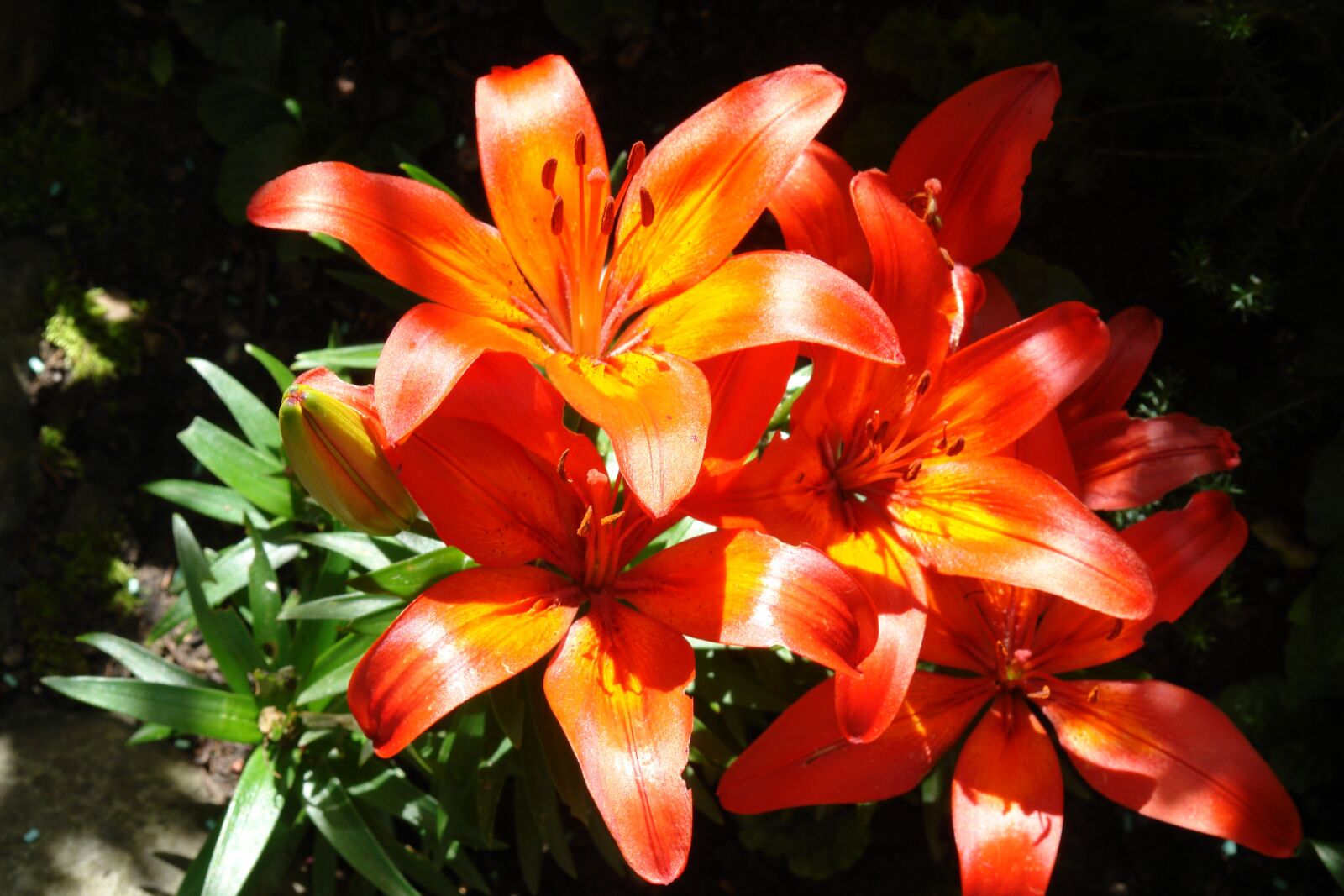 Sony DSC-R1 sample photo. Lily, plant, garden photography