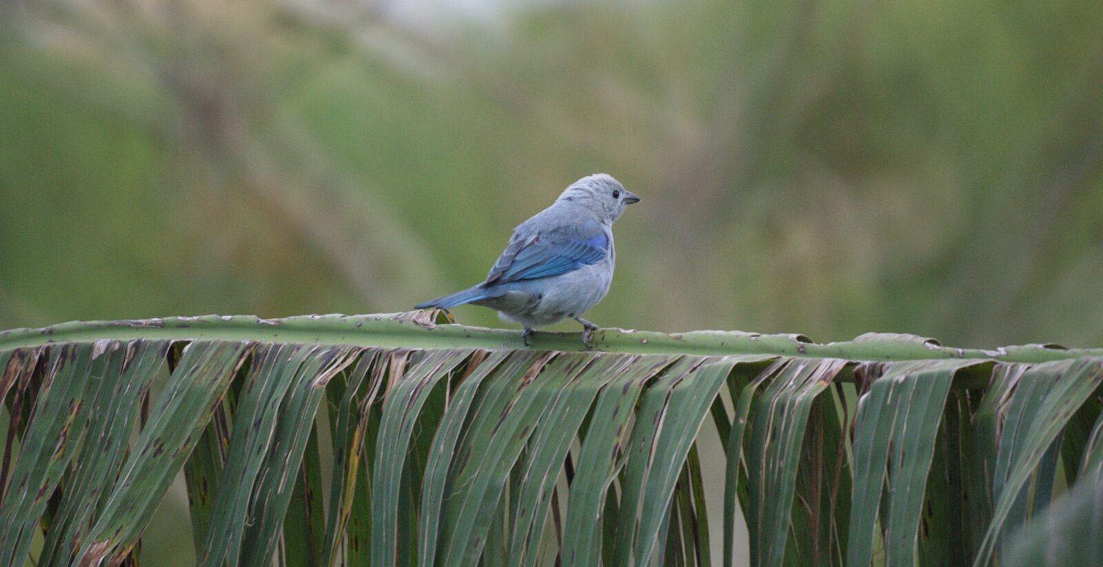 Sony Alpha DSLR-A390 sample photo. Nature, bird, ave photography