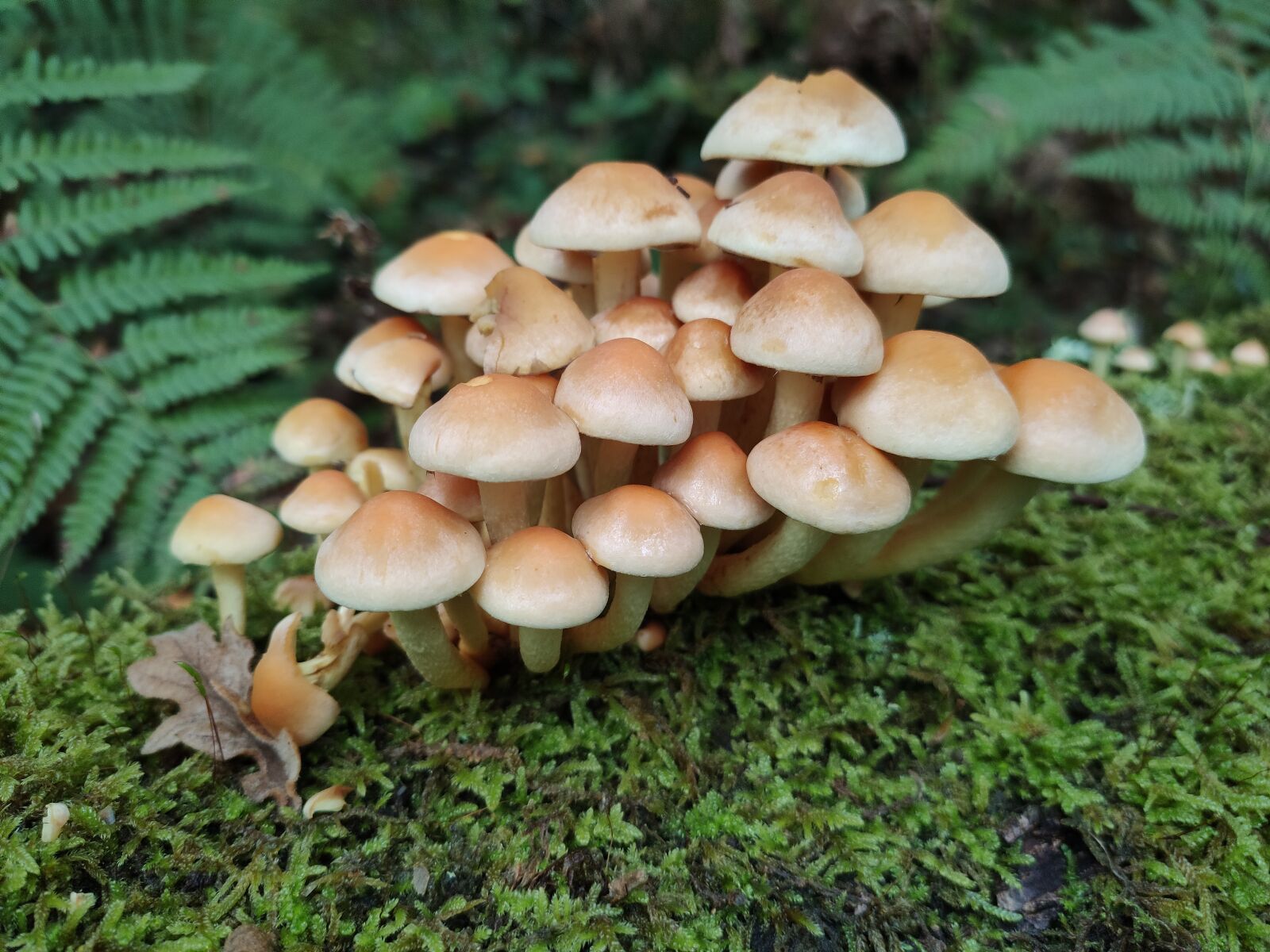 Xiaomi MI 9 sample photo. Mushrooms, forest, fungus photography