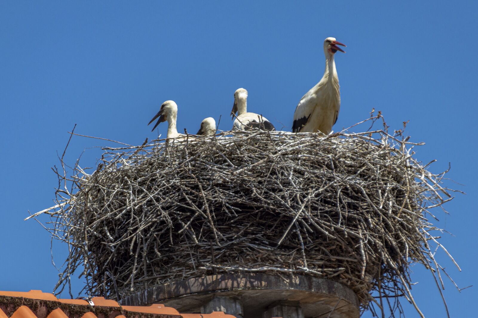 Canon EOS 80D sample photo. Stork, bird, white stork photography