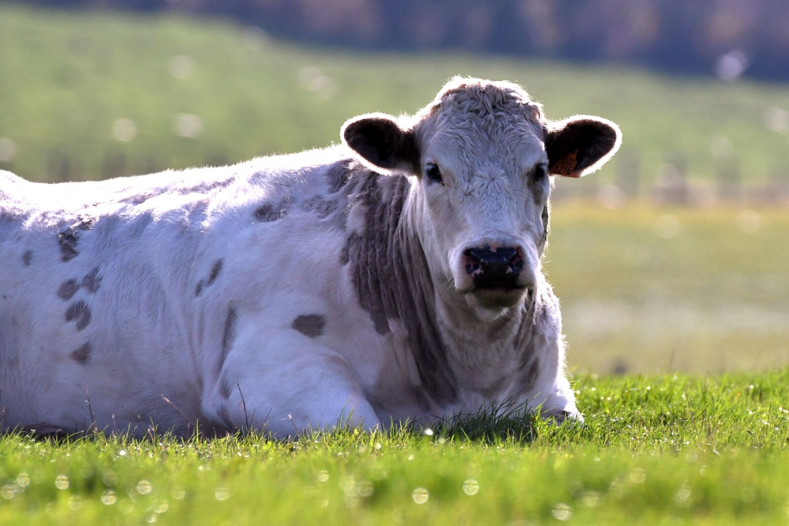 Nikon D500 sample photo. Cow, herkauwer, mammal photography