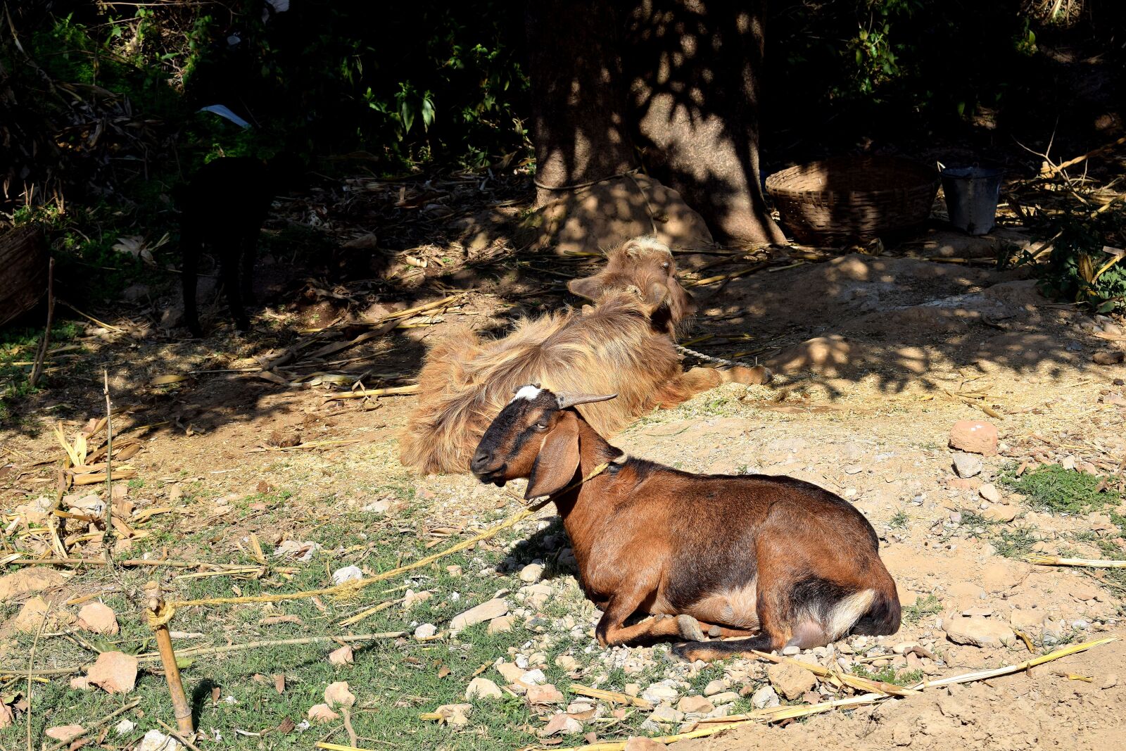 Nikon D3300 sample photo. Animal, goat, nature photography