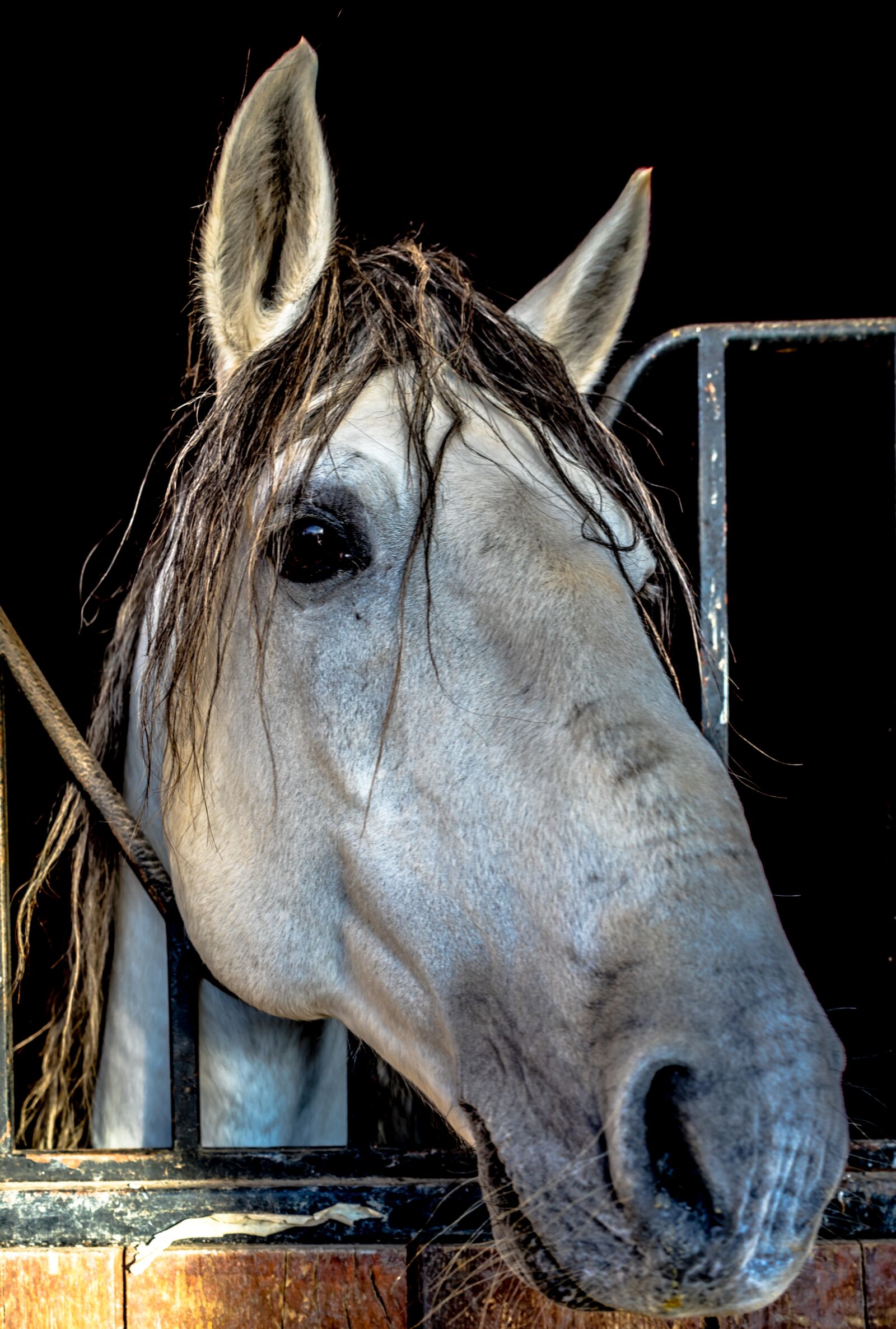 Sony FE 28-70mm F3.5-5.6 OSS sample photo. Horse, block, animal photography