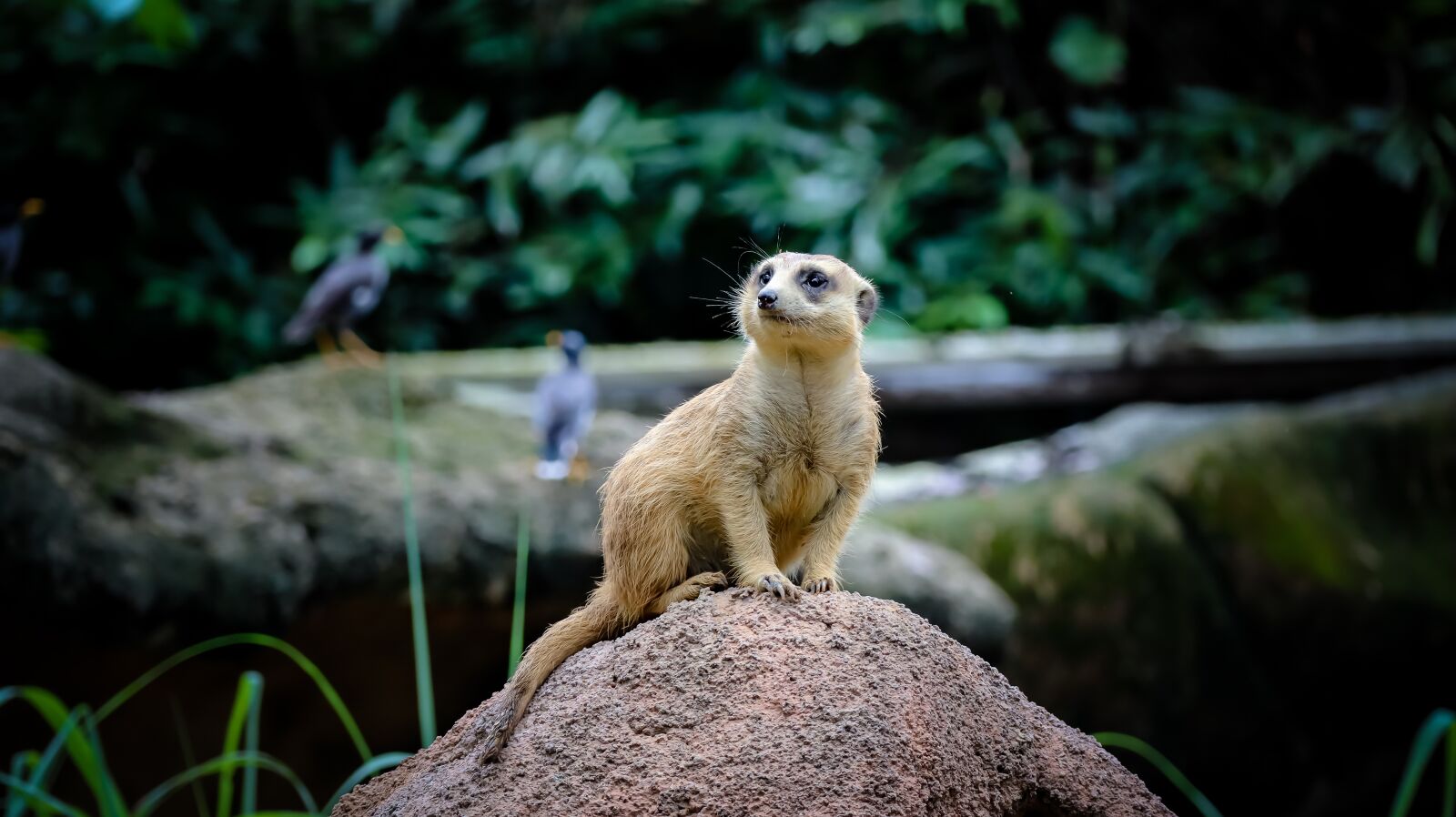 Canon EOS M50 (EOS Kiss M) sample photo. Meerkat, animal, cute photography