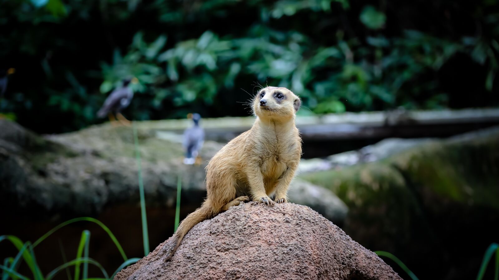 Canon EOS M50 (EOS Kiss M) + Canon EF-M 55-200mm F4.5-6.3 IS STM sample photo. Meerkat, animal, cute photography