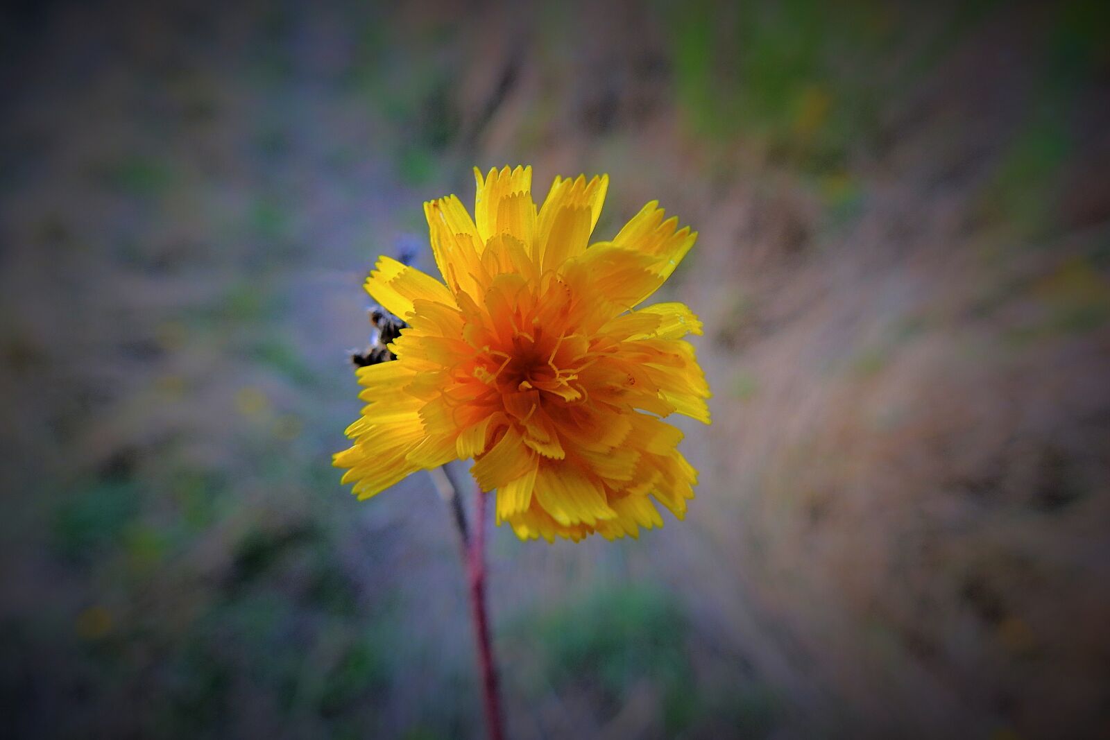 Nikon Coolpix P900 sample photo. Flower, nature, beauty photography