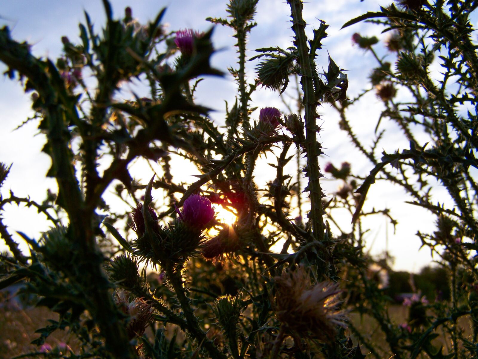 Kodak EASYSHARE ZD710 ZOOM DIGITAL CAMERA sample photo. Sunset, magic, nature photography