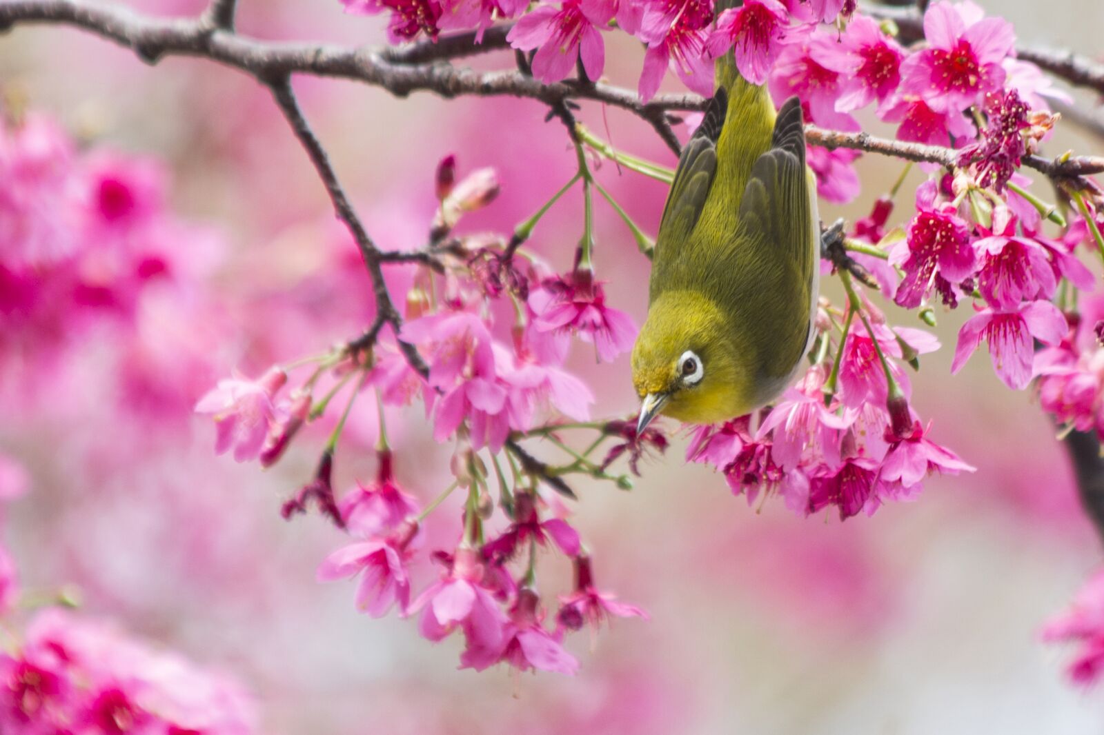 Canon EOS 70D sample photo. Cherry blossoms, green embroidered photography
