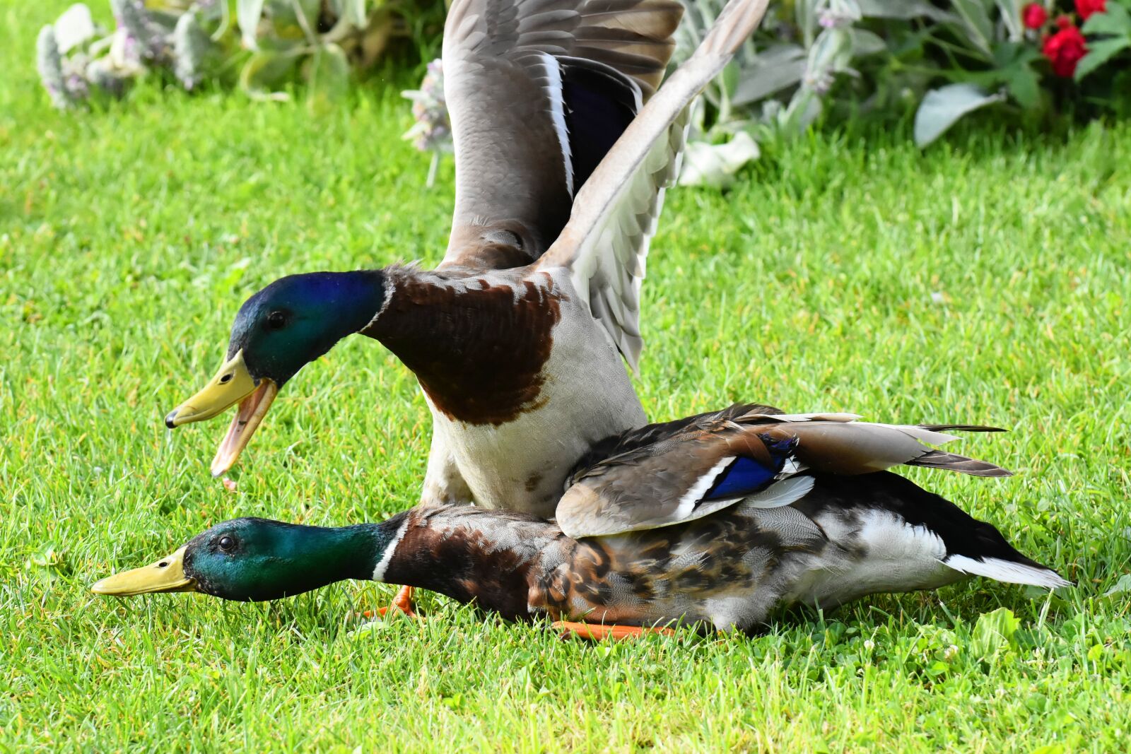 Nikon D7200 sample photo. Ducks, to stick with photography