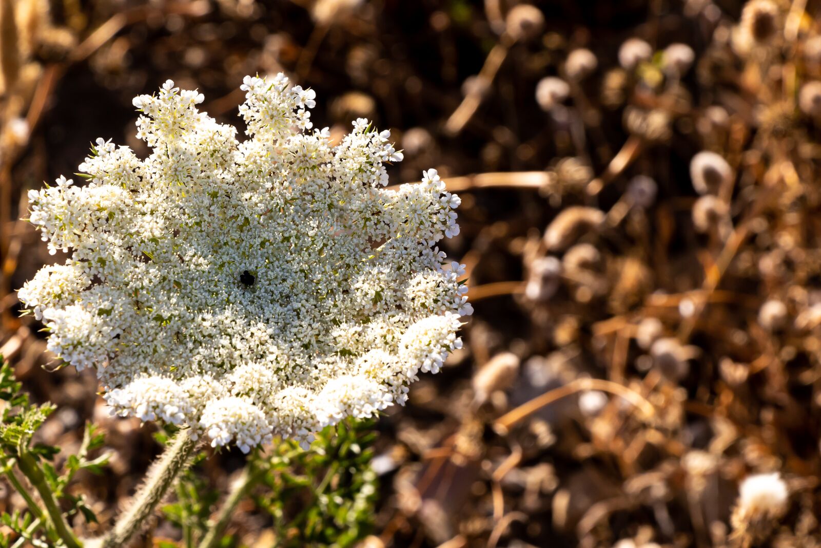 Canon EF-S 18-135mm F3.5-5.6 IS USM sample photo. Flower, plant, nature photography