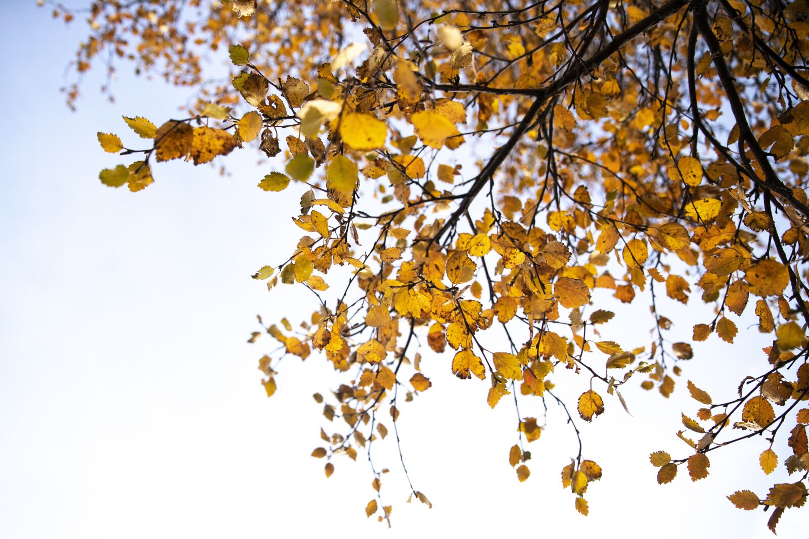 Canon EOS-1D X Mark II sample photo. Fall, tree, leaves photography