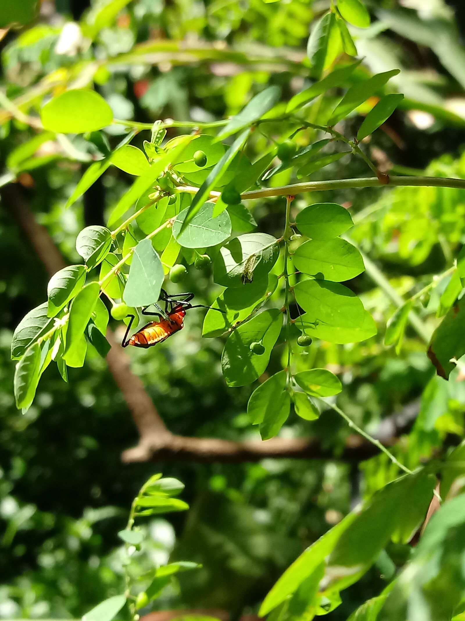 LG K10 (2017) sample photo. Insect, garden, leaves photography