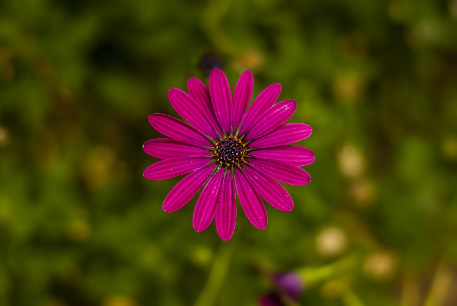 Nikon D60 sample photo. Flower g rbel, flower photography