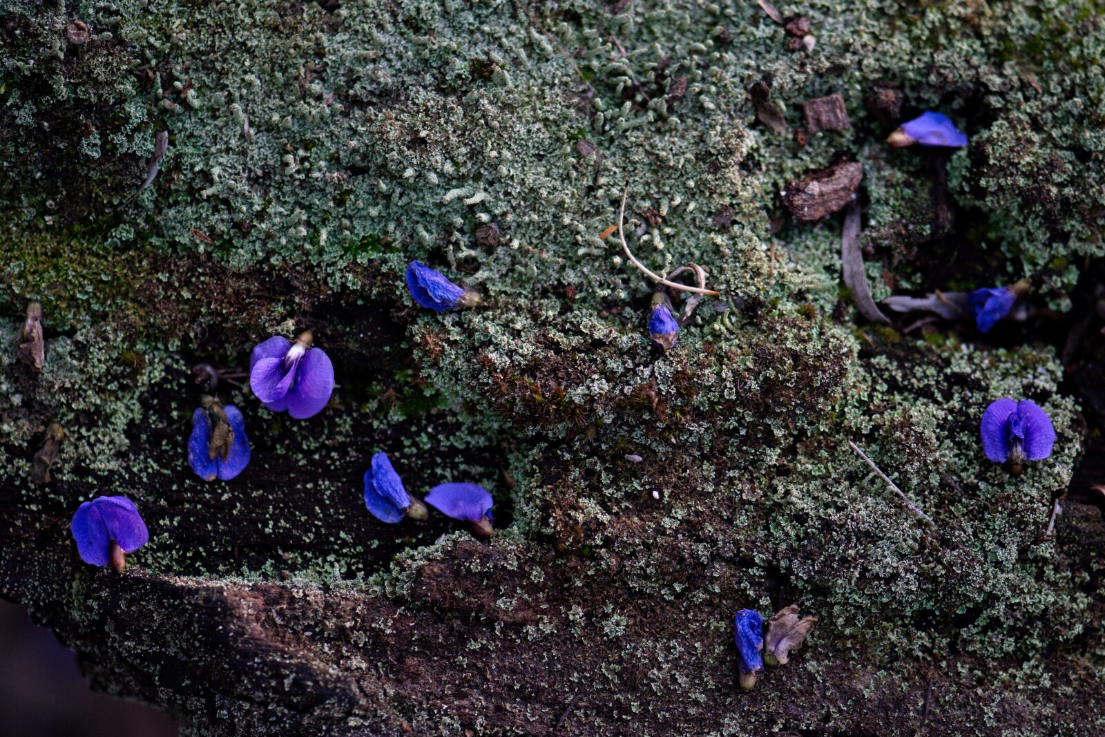 Nikon D3300 sample photo. Lichen, log, old photography