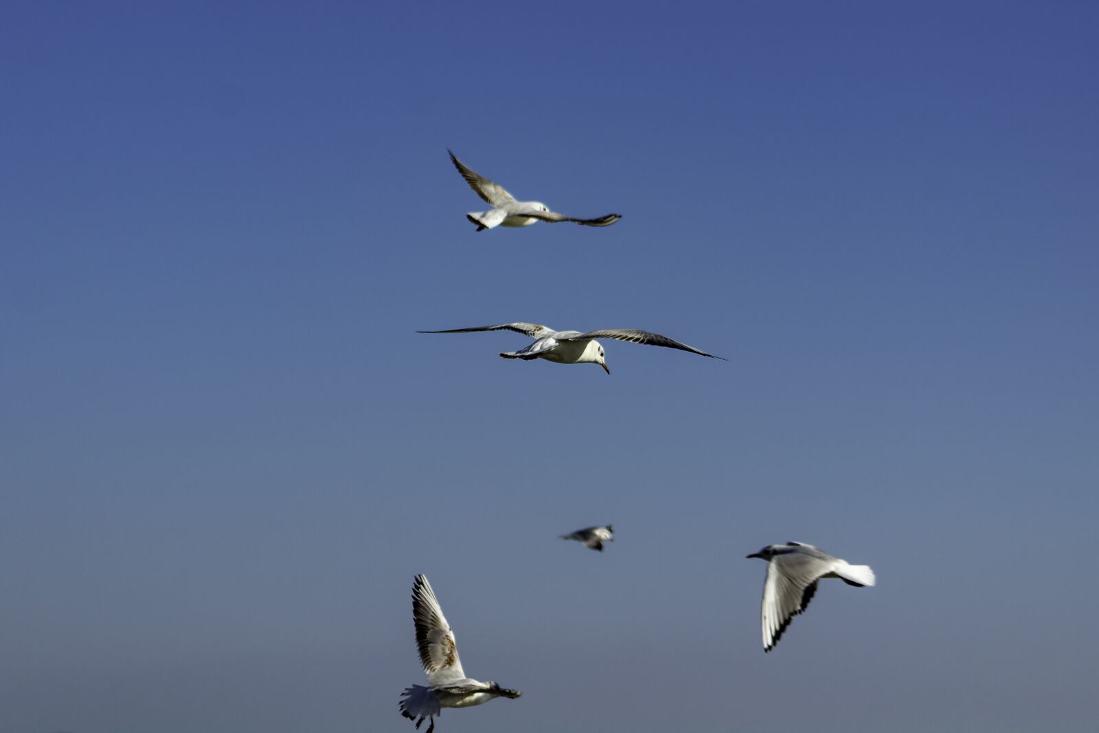 Canon EF75-300mm f/4-5.6 sample photo. Seagull, bird, water bird photography