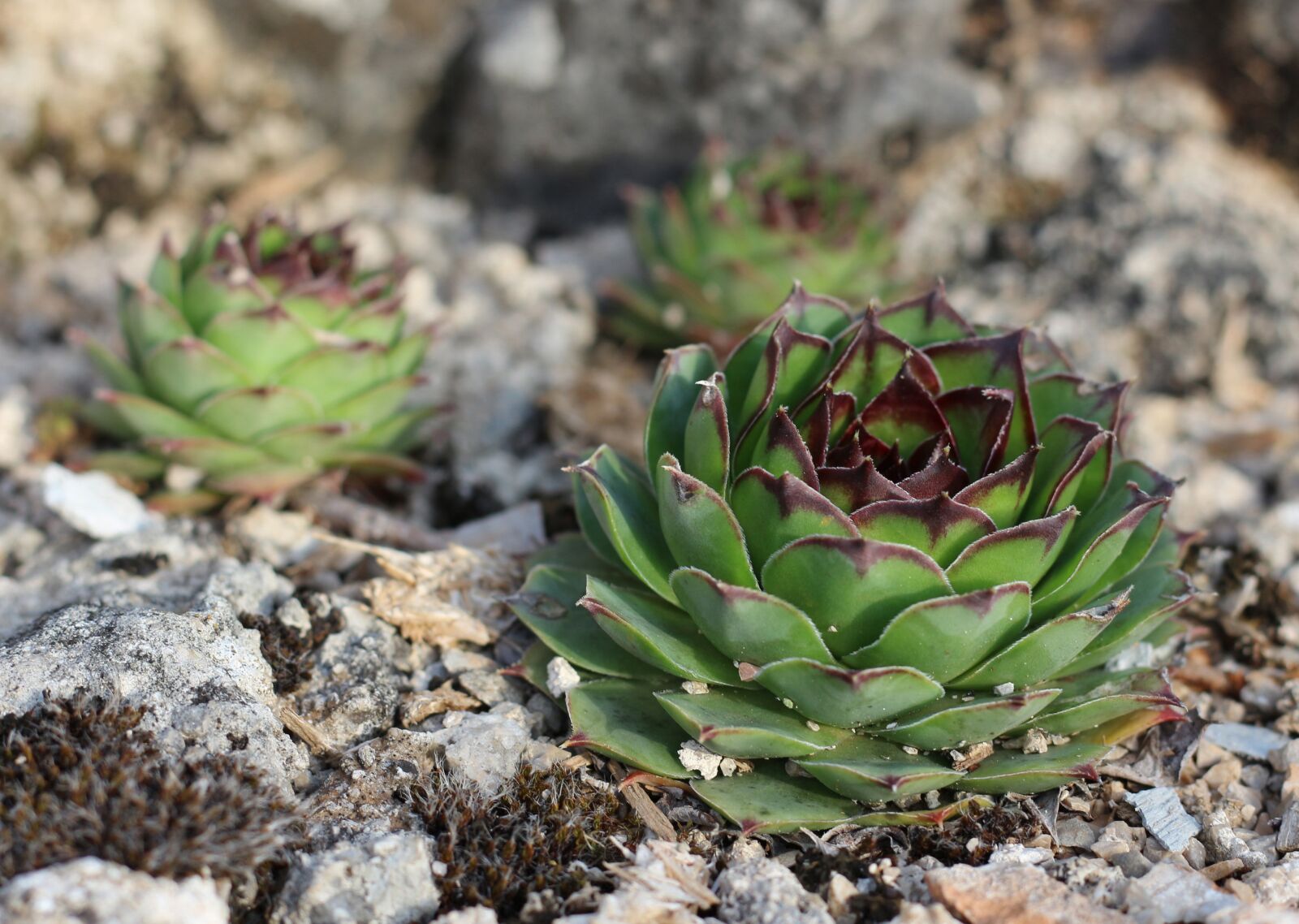 Canon EOS 700D (EOS Rebel T5i / EOS Kiss X7i) sample photo. Houseleek, succulents, plant photography