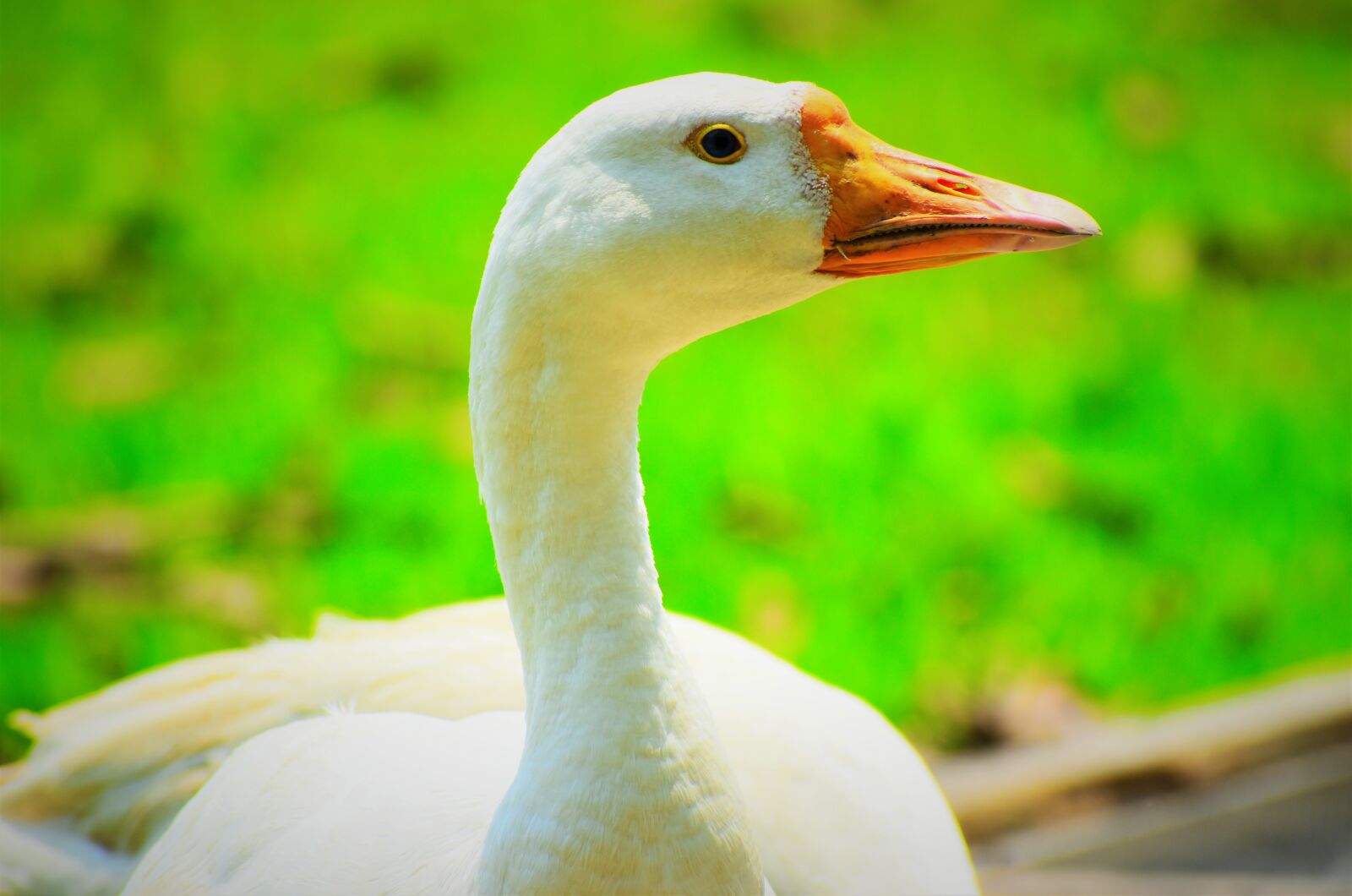 Nikon D5600 sample photo. Nature, bird, feather photography