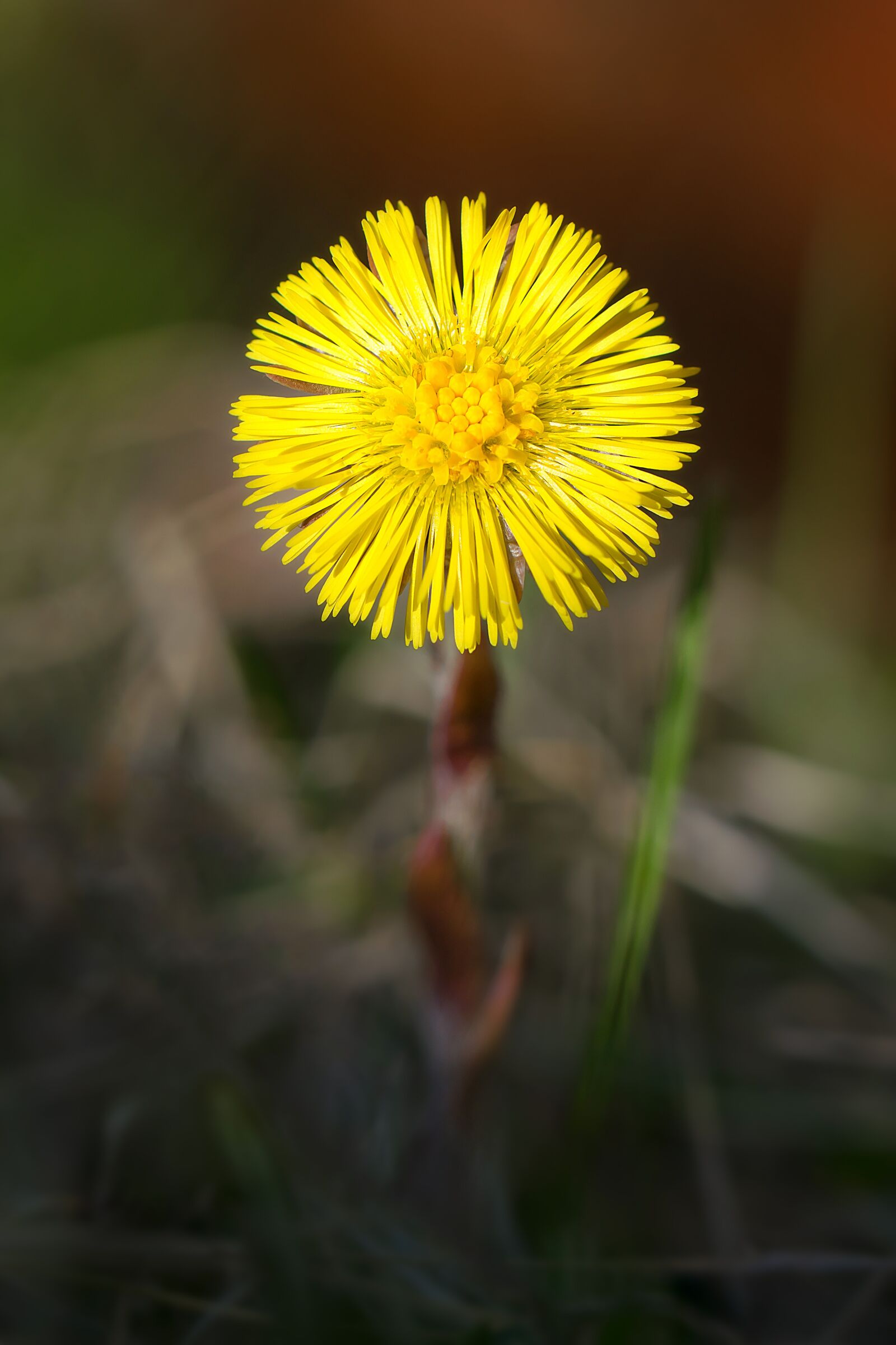 Nikon D3300 sample photo. Coltsfoot, flower, spring photography