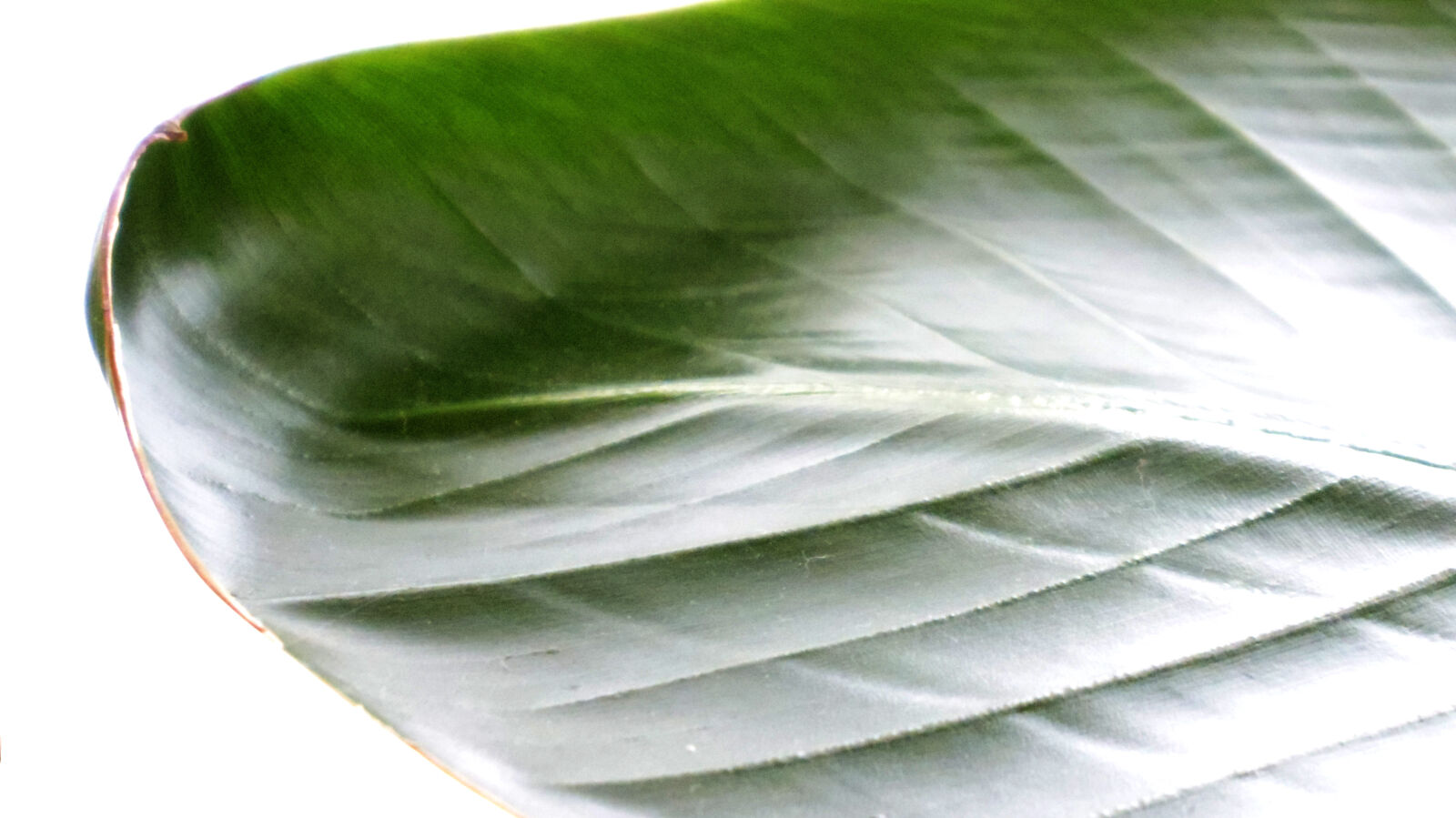 Pentax Q10 sample photo. Leaves photography