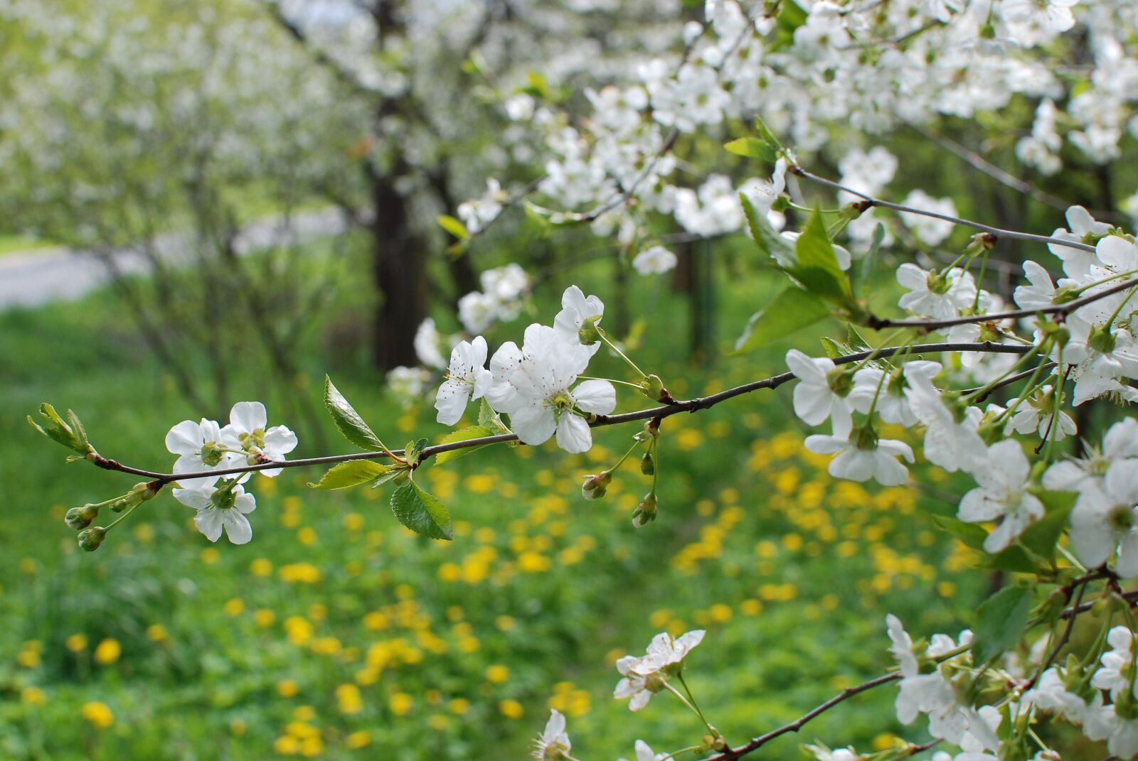 Nikon D80 sample photo. Spring, cherry, flowers photography