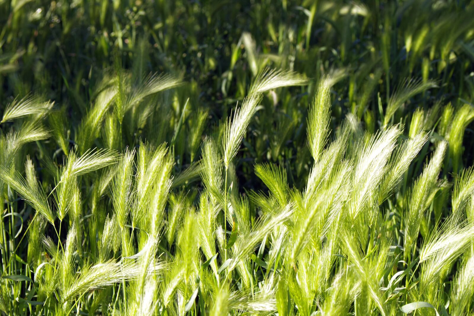 Pentax K-S2 sample photo. Harvest festival, ears, cereals photography