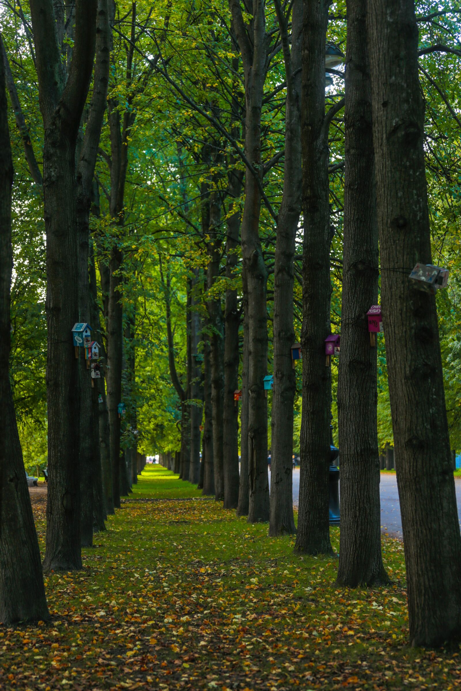 Canon EOS 6D + Canon EF 70-200mm F4L USM sample photo. Autumn, beauty, paint photography
