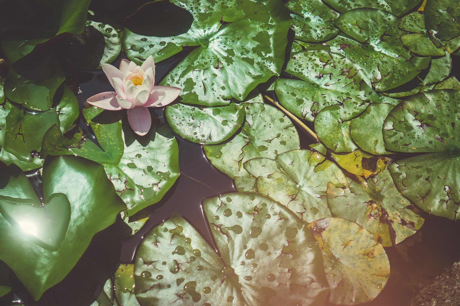 Sony SLT-A58 + Sony DT 50mm F1.8 SAM sample photo. Water lily, flower, water photography