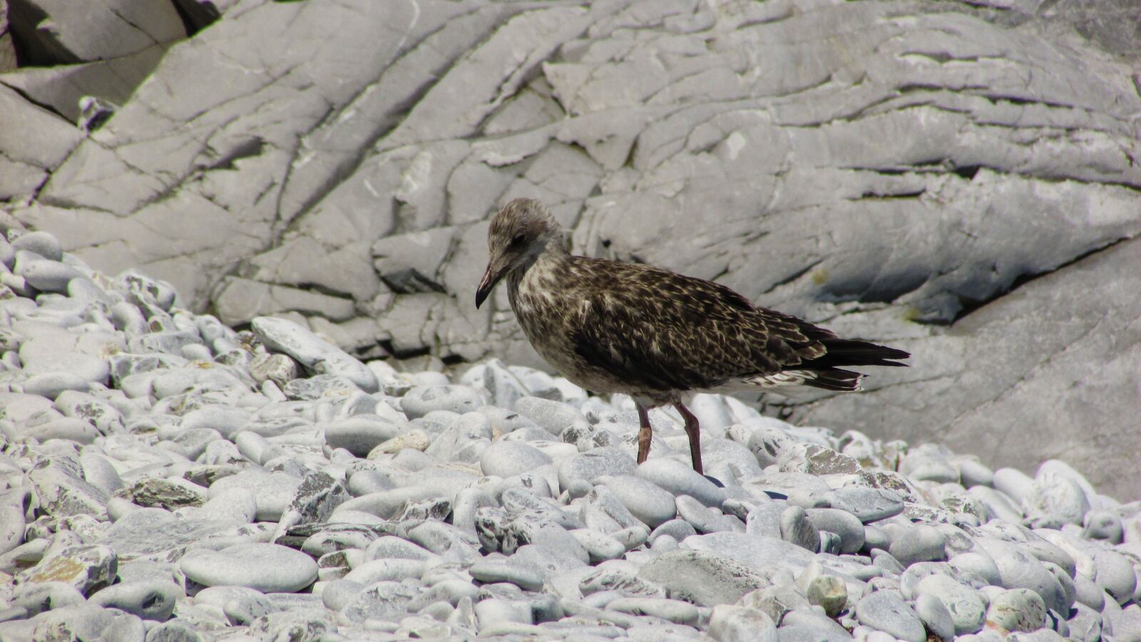 Canon PowerShot SX400 IS sample photo. Gull, grey, sea photography