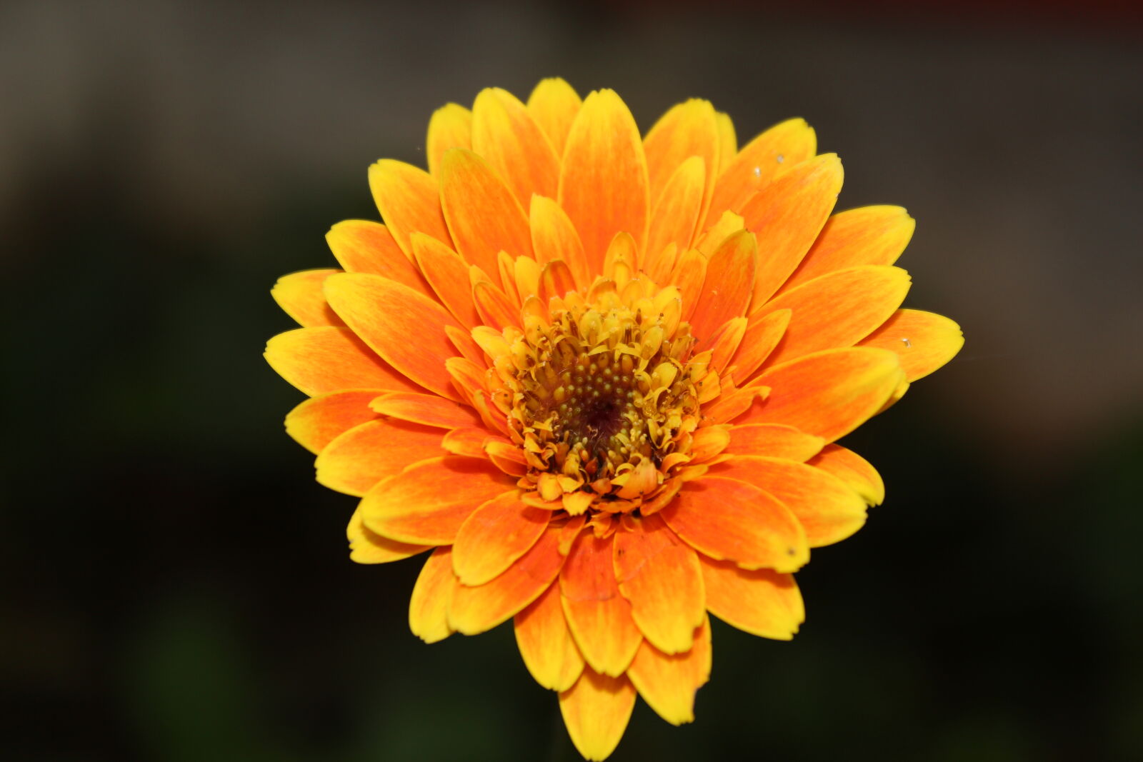 Canon EOS 700D (EOS Rebel T5i / EOS Kiss X7i) sample photo