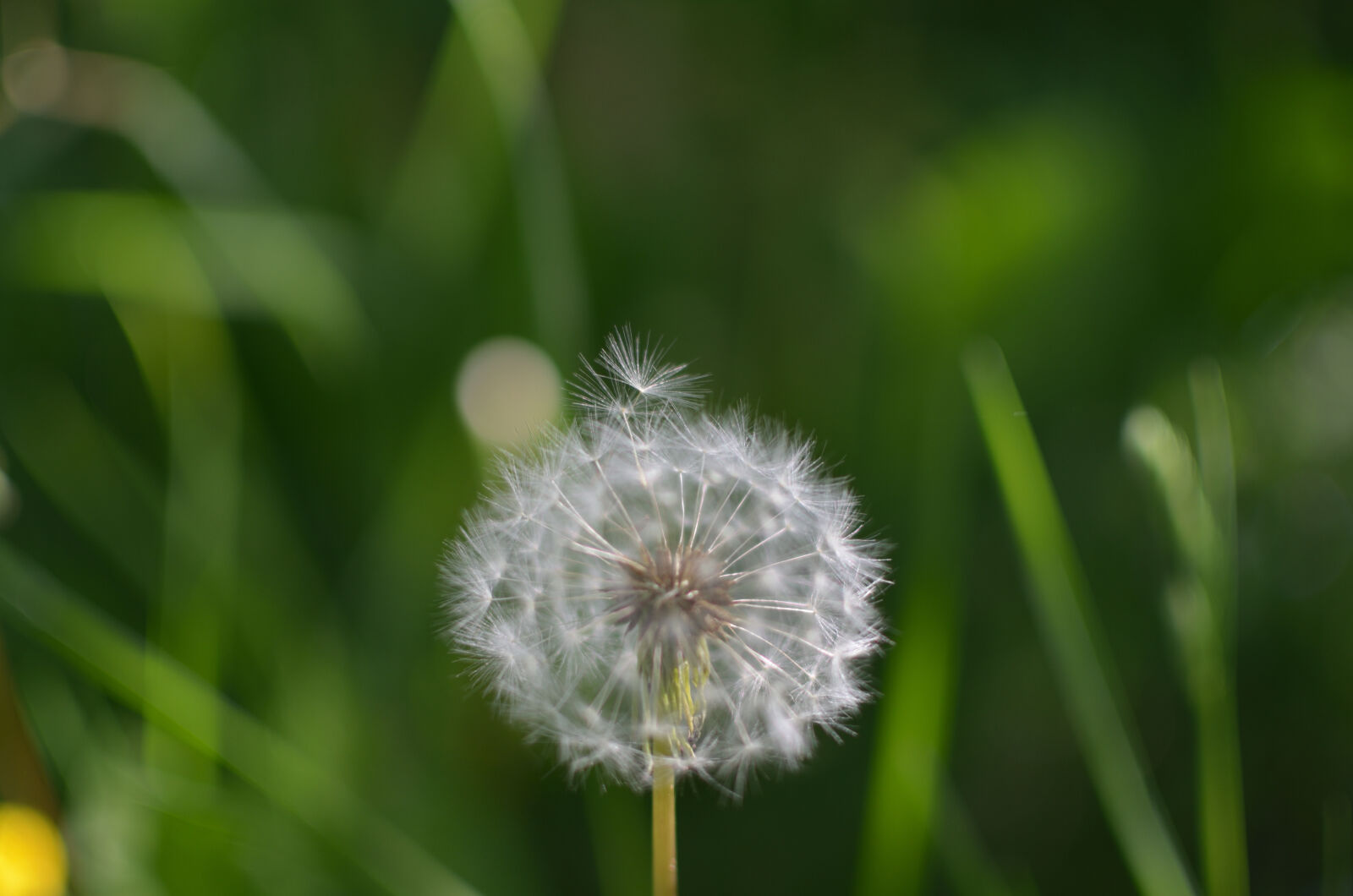 Nikon D5100 + Nikon AF-S DX Nikkor 35mm F1.8G sample photo. Flower, green, sow, thistle photography