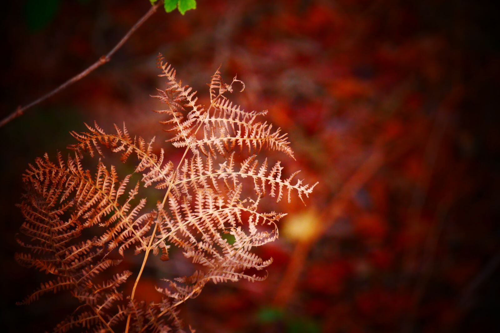 Panasonic Lumix DMC-G85 (Lumix DMC-G80) sample photo. Boating, ferns, sheet photography