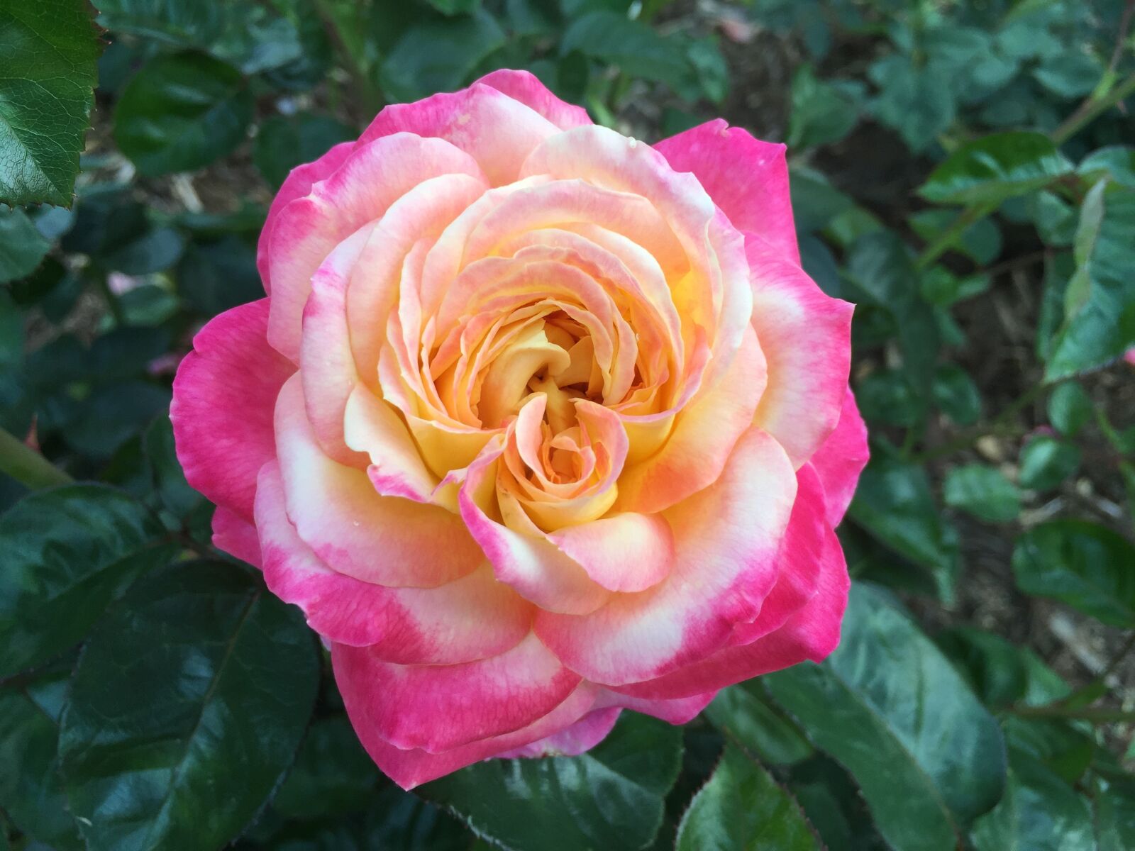 iPhone 6 Plus back camera 4.15mm f/2.2 sample photo. Rose, pink, flower photography