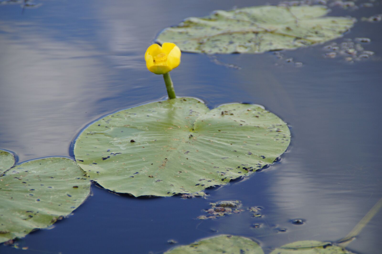 Sony SLT-A58 sample photo. Water lily, bud, seerosenbl photography