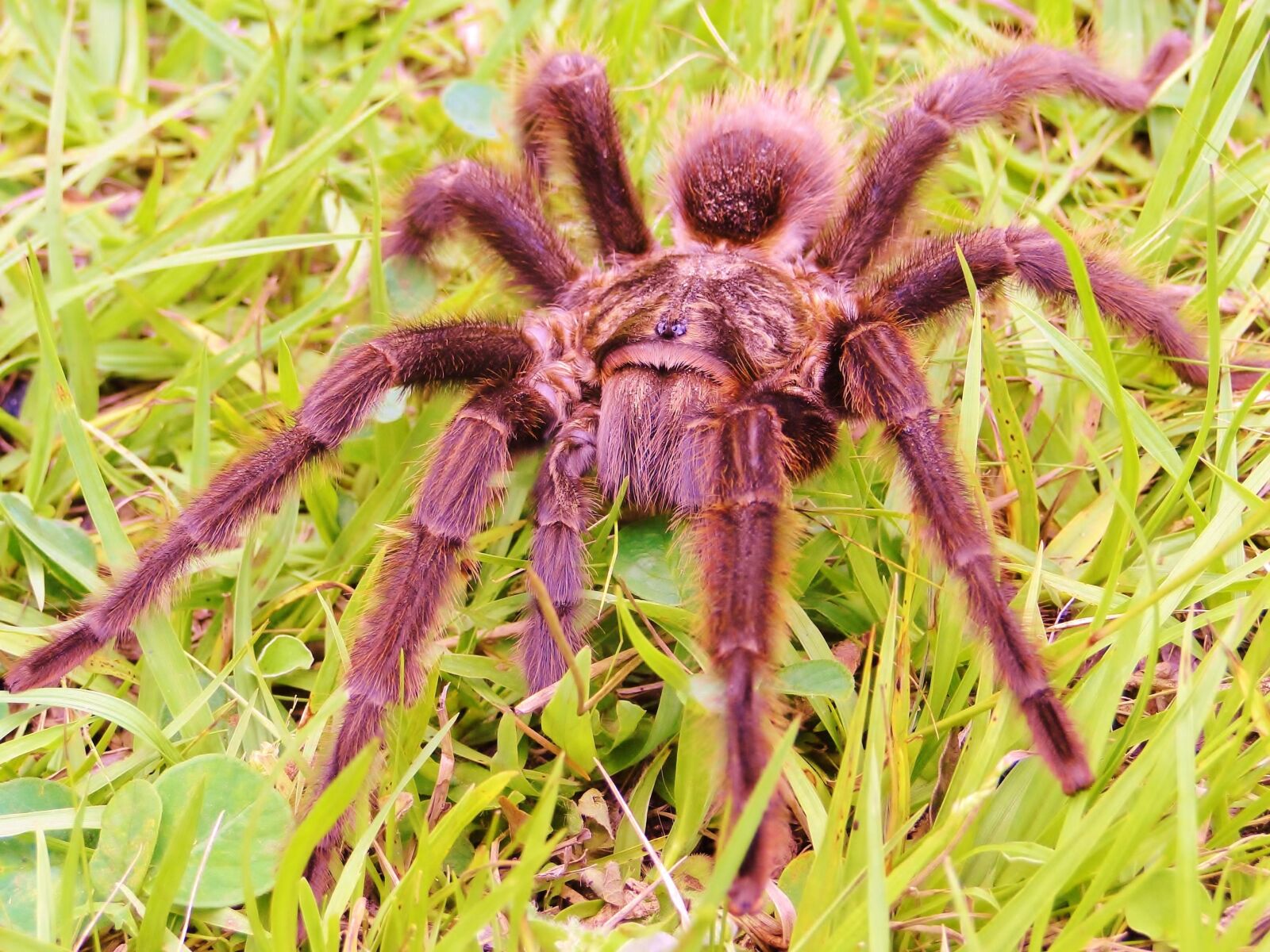 Sony Cyber-shot DSC-HX1 sample photo. Spider, araquinidio, eight legs photography