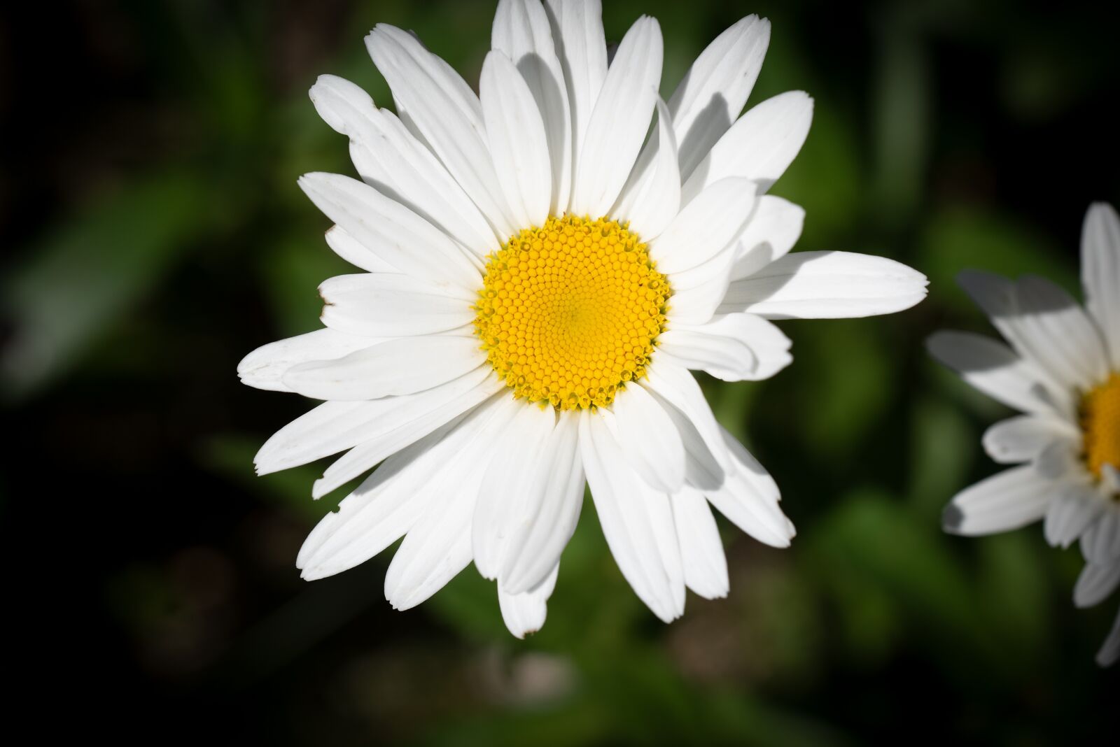 Nikon D750 sample photo. Blossom, bloom, flower photography