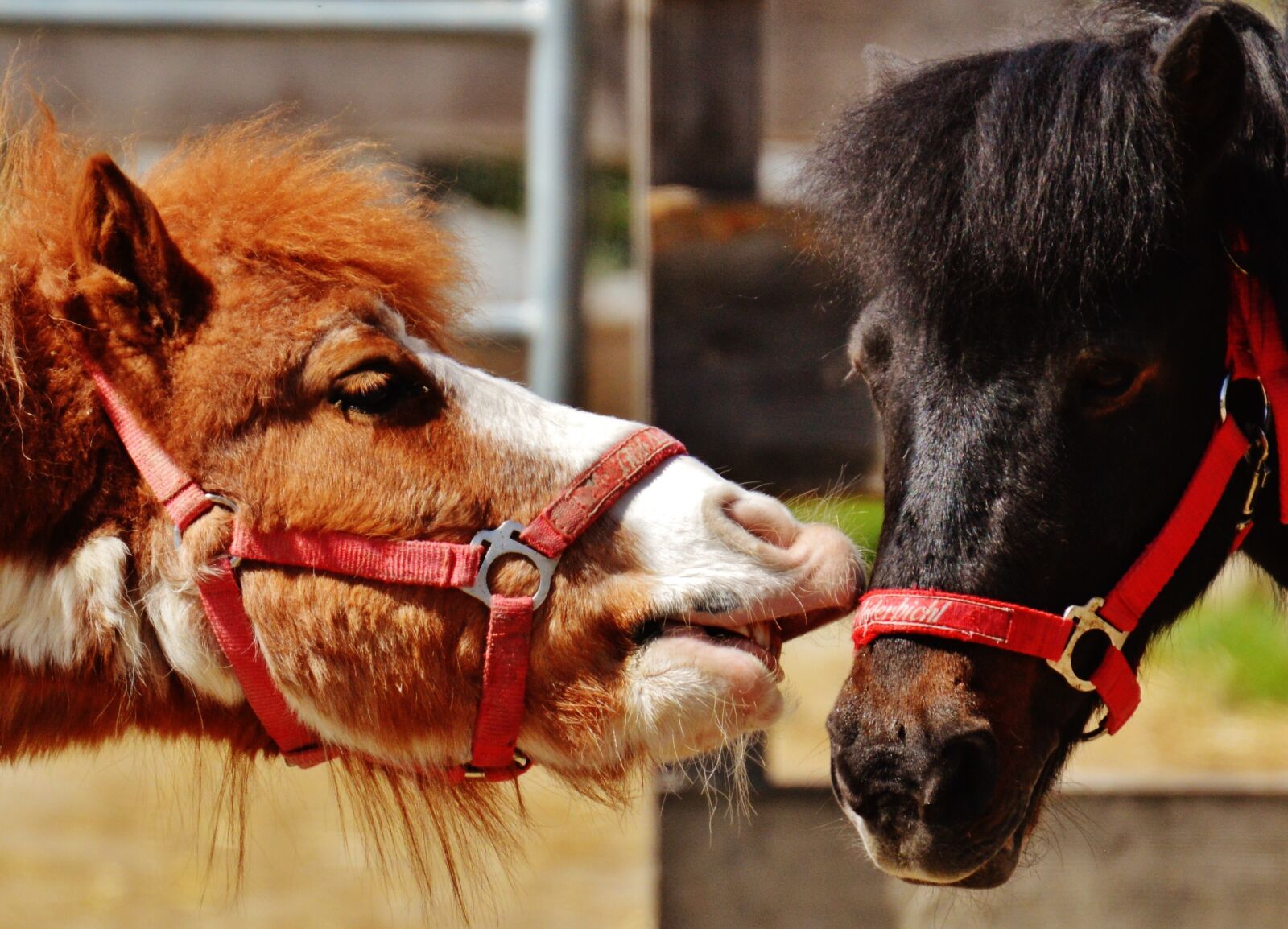 Nikon D3200 sample photo. Horses, play, funny photography