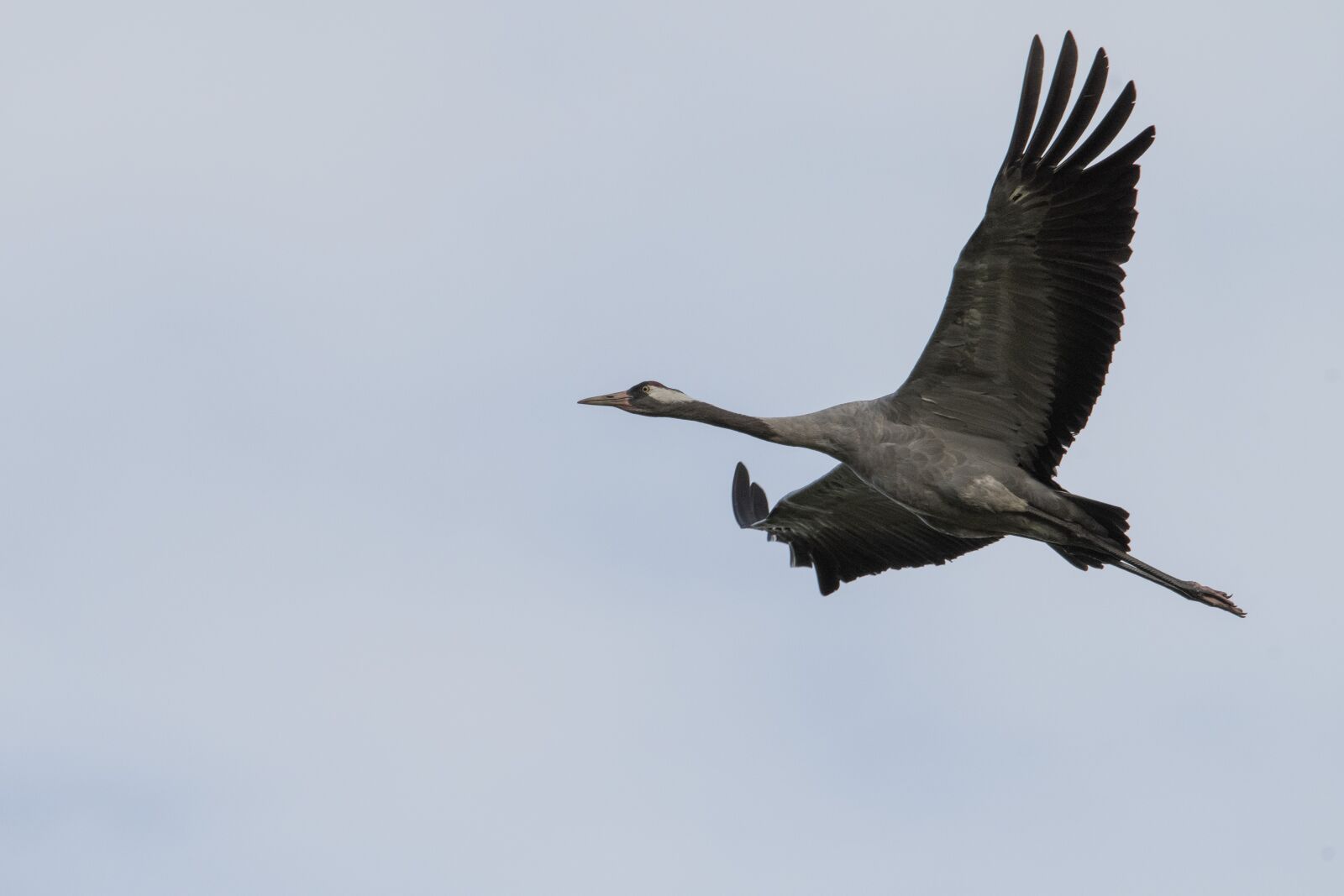Nikon D500 sample photo. Crane, bird, migratory bird photography
