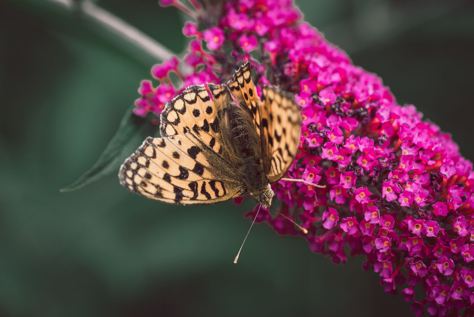 Nikon D750 sample photo. Butterfly, lilac, summer lilac photography